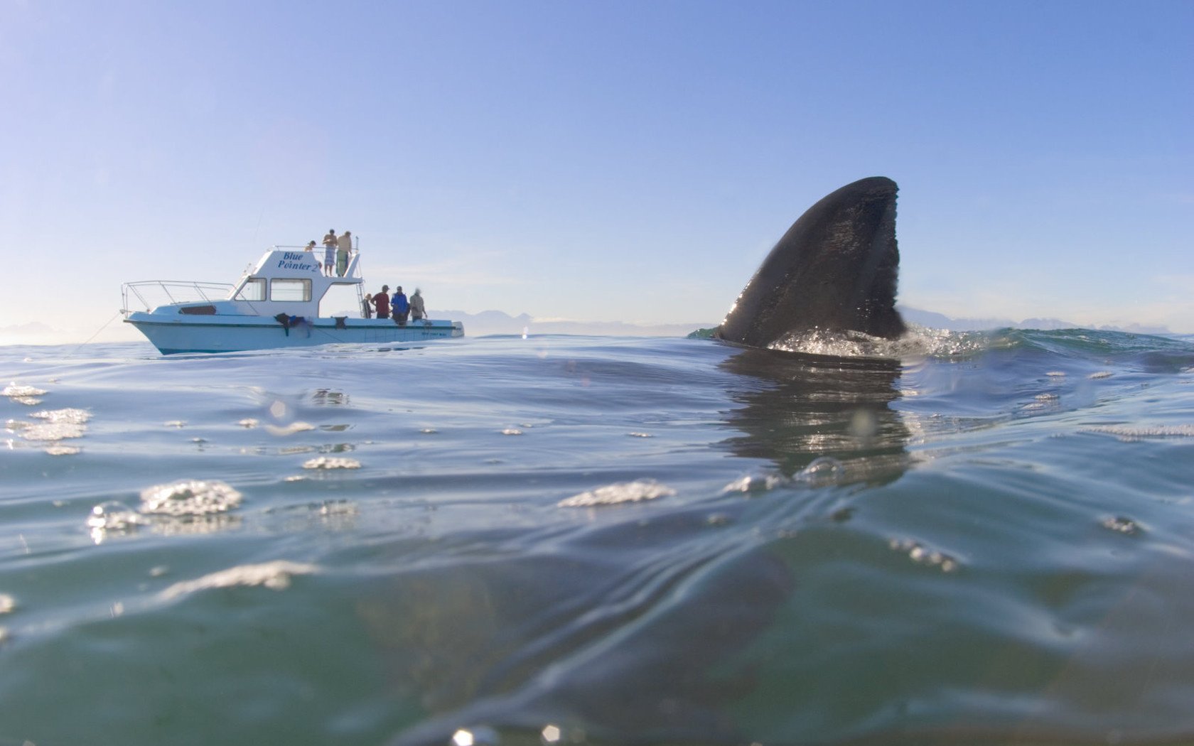 Вода кишит акулами туристы отдыхают на яхте