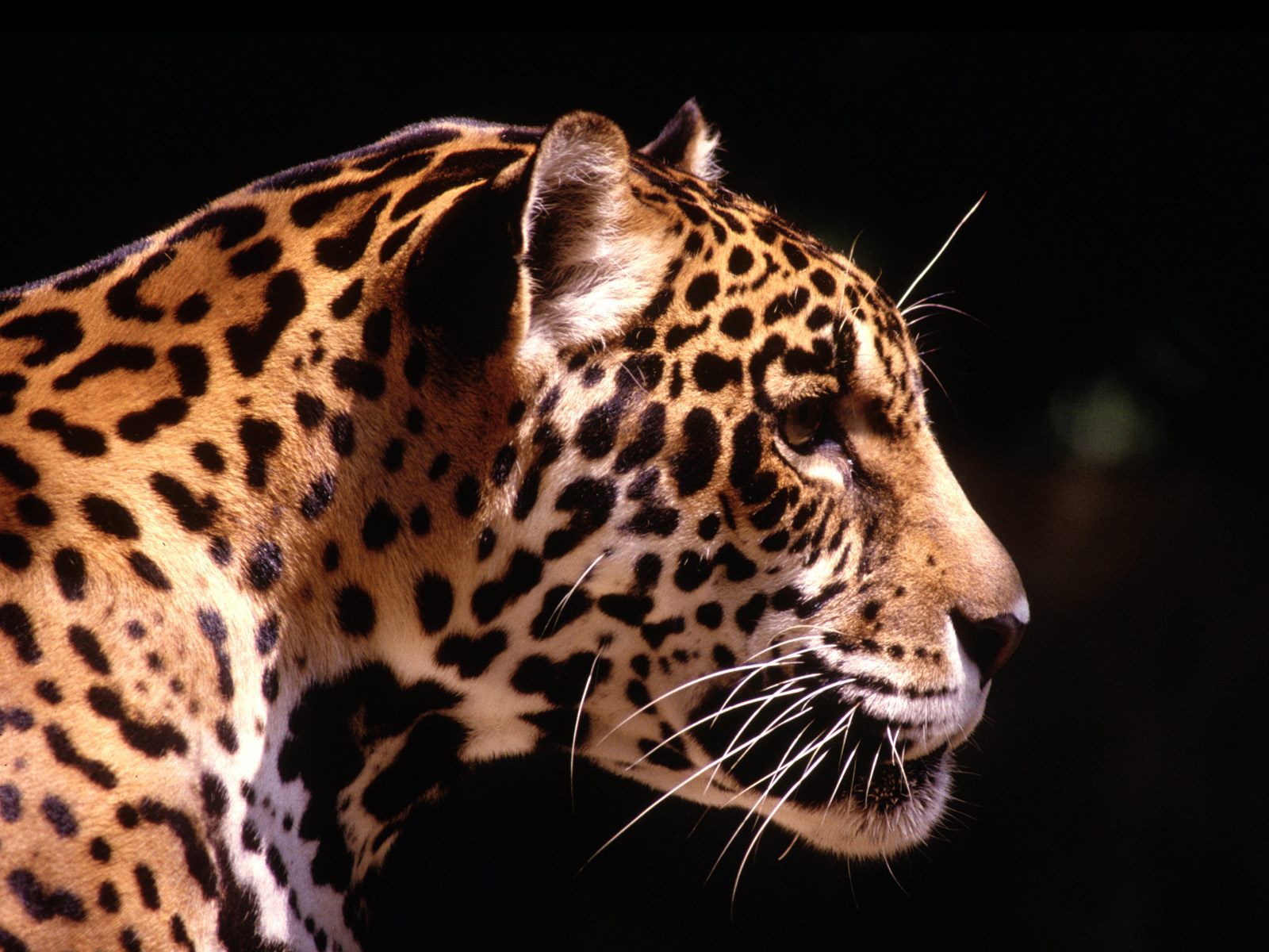 леопард хищник солнце