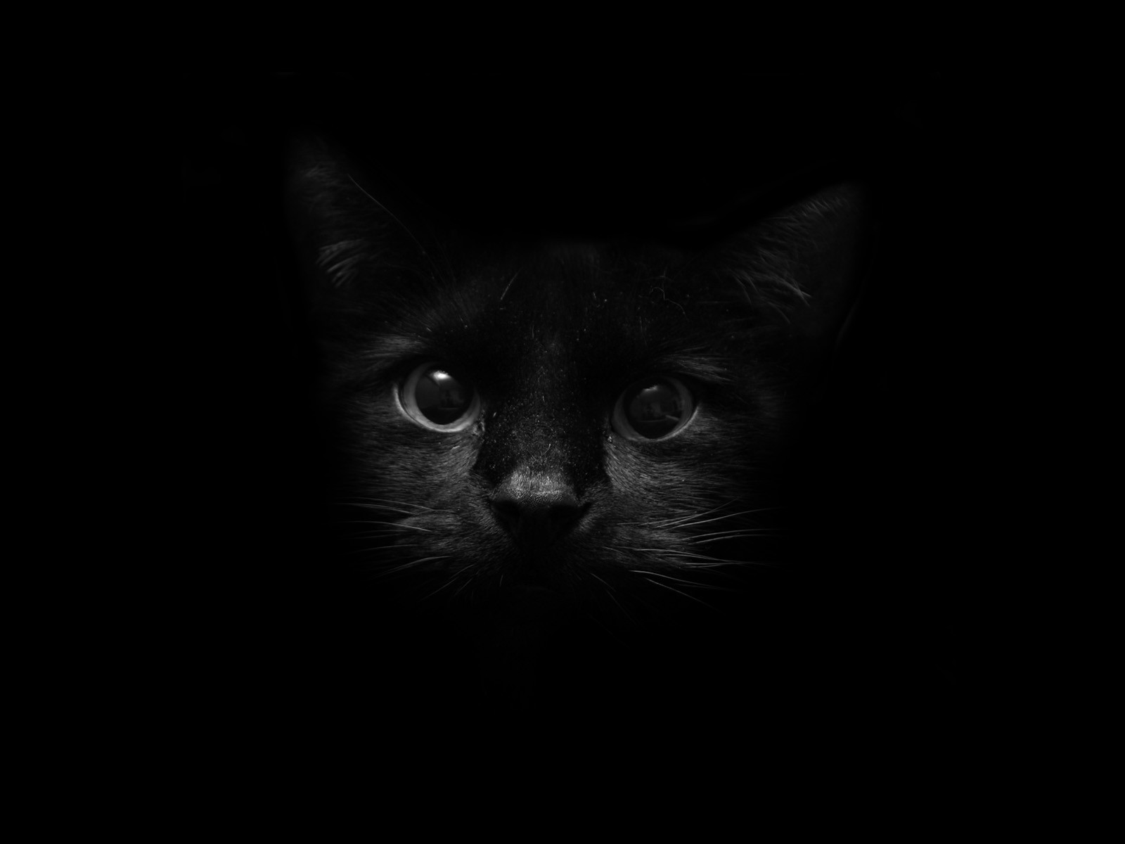 кот черный cat black загрузить