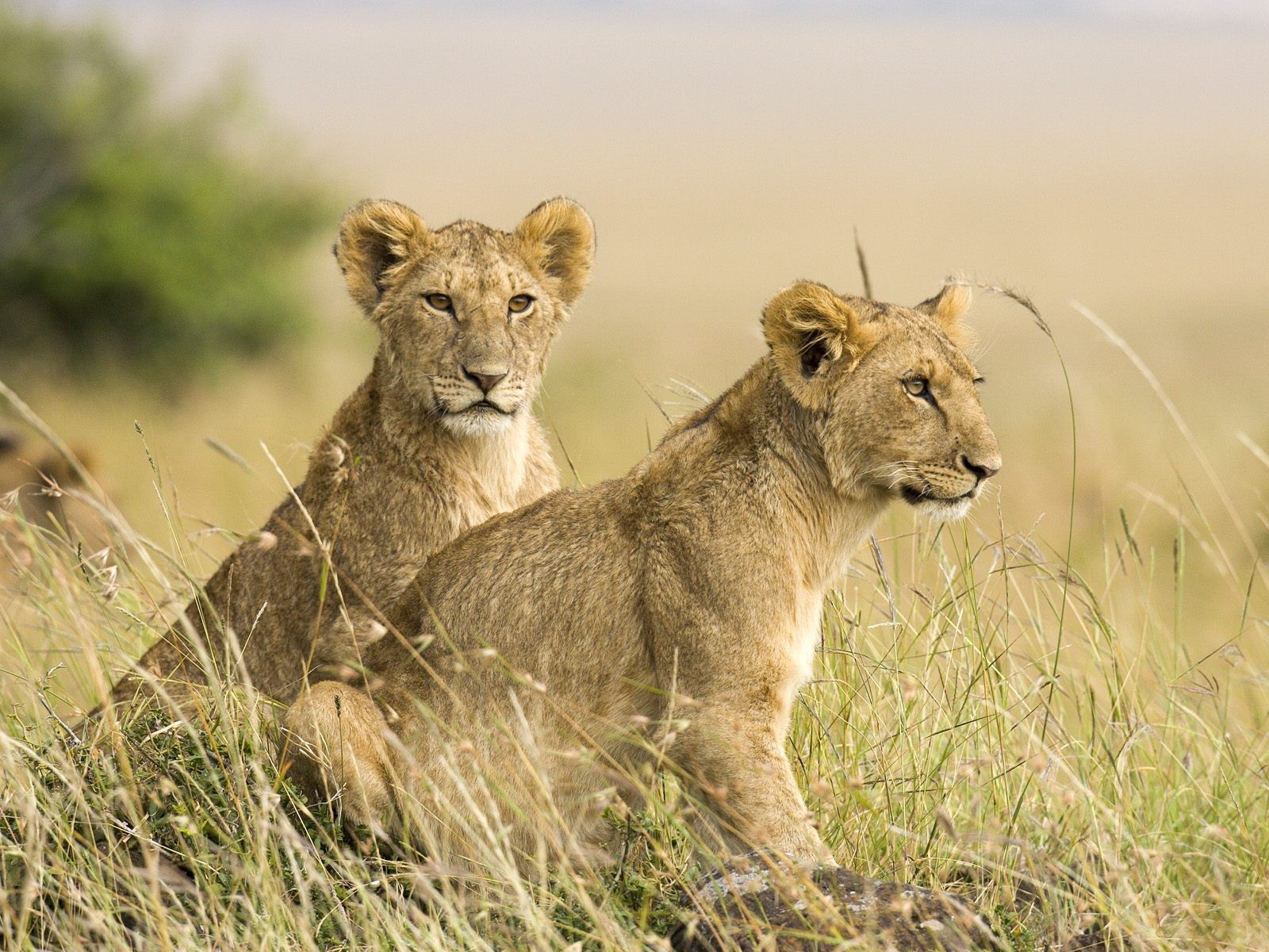 Сон lions - обои в разделе Животные.