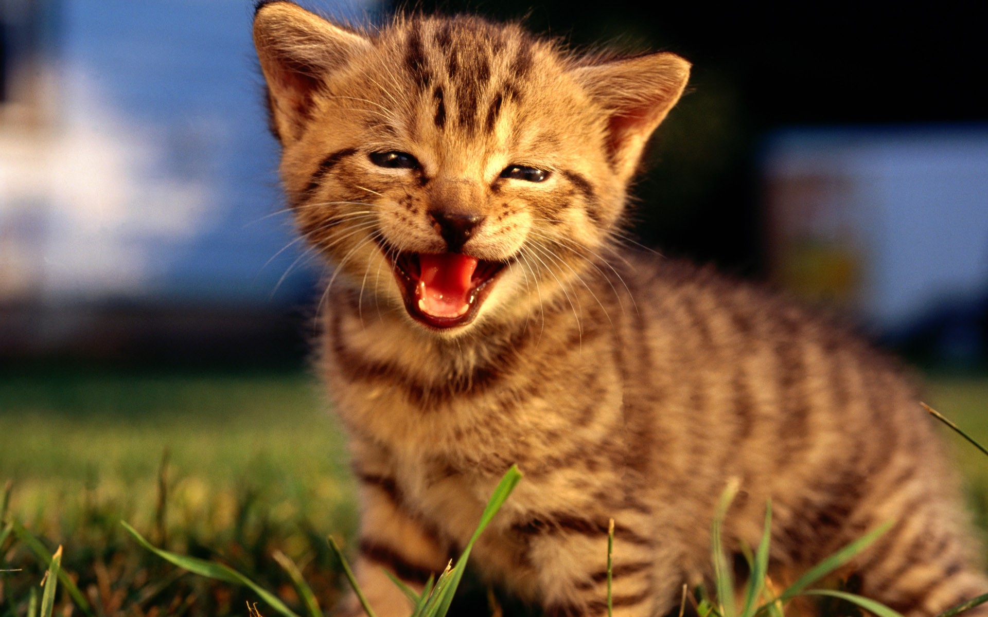 котенок улыбка природа
