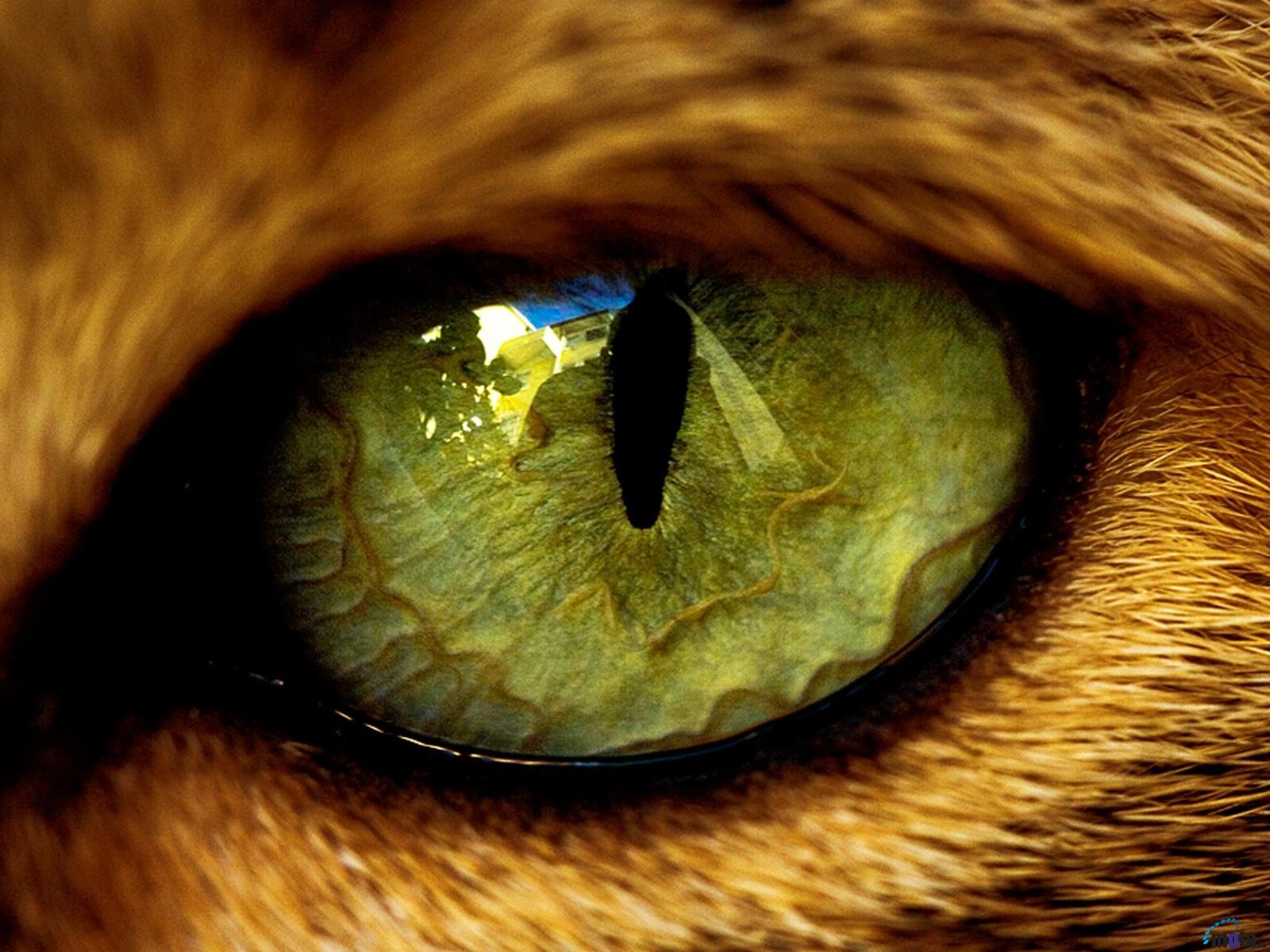 кошки глаз кошачий глаз