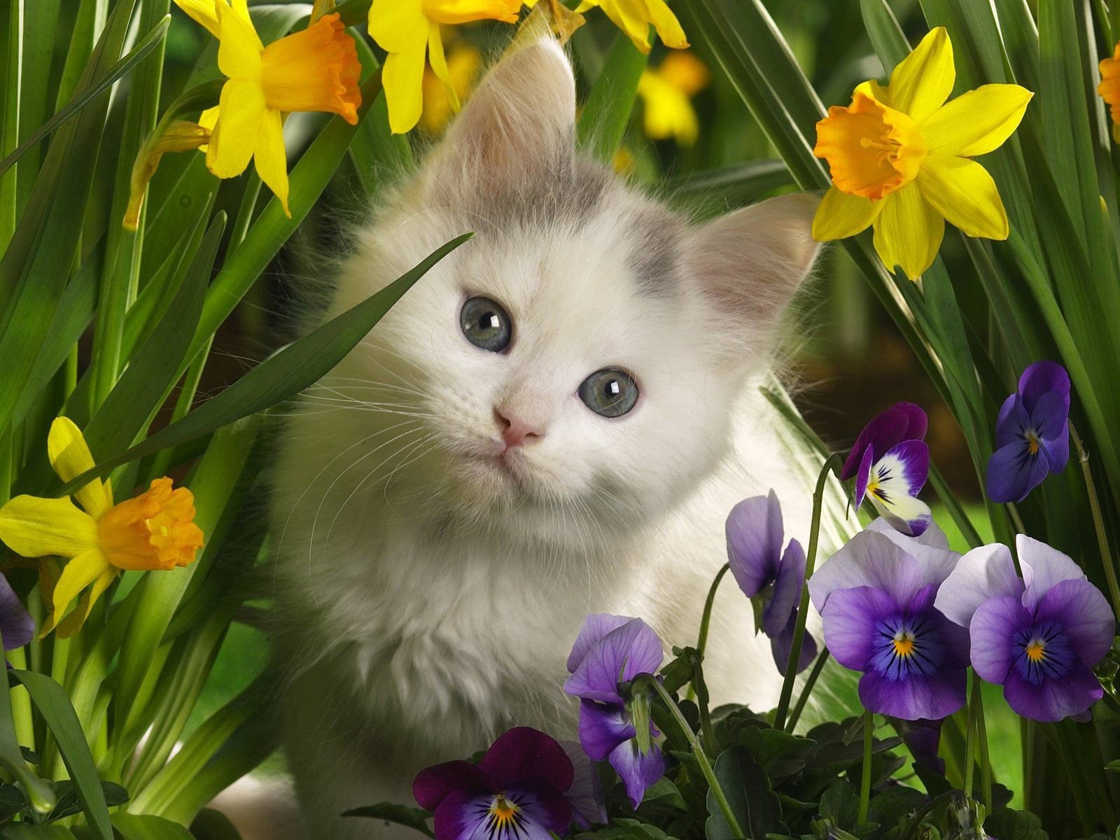 природа животные кот цветы белый без смс