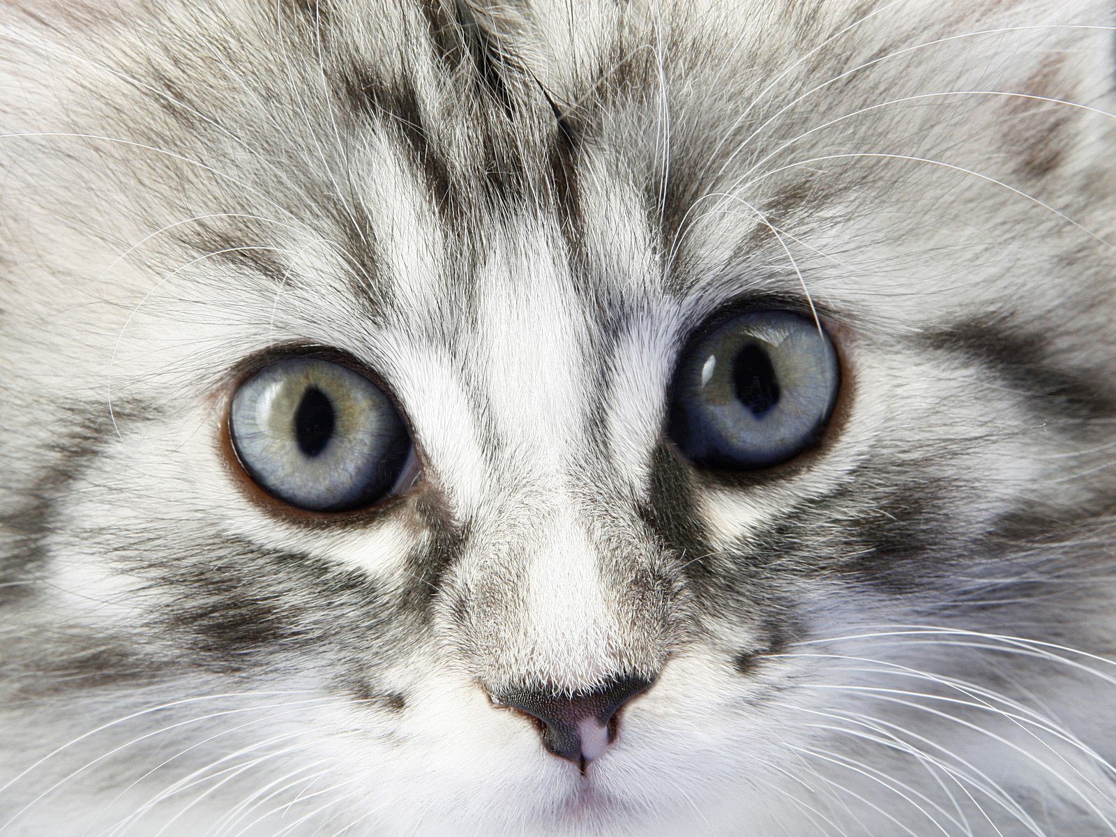 котенок пушистый глаза
