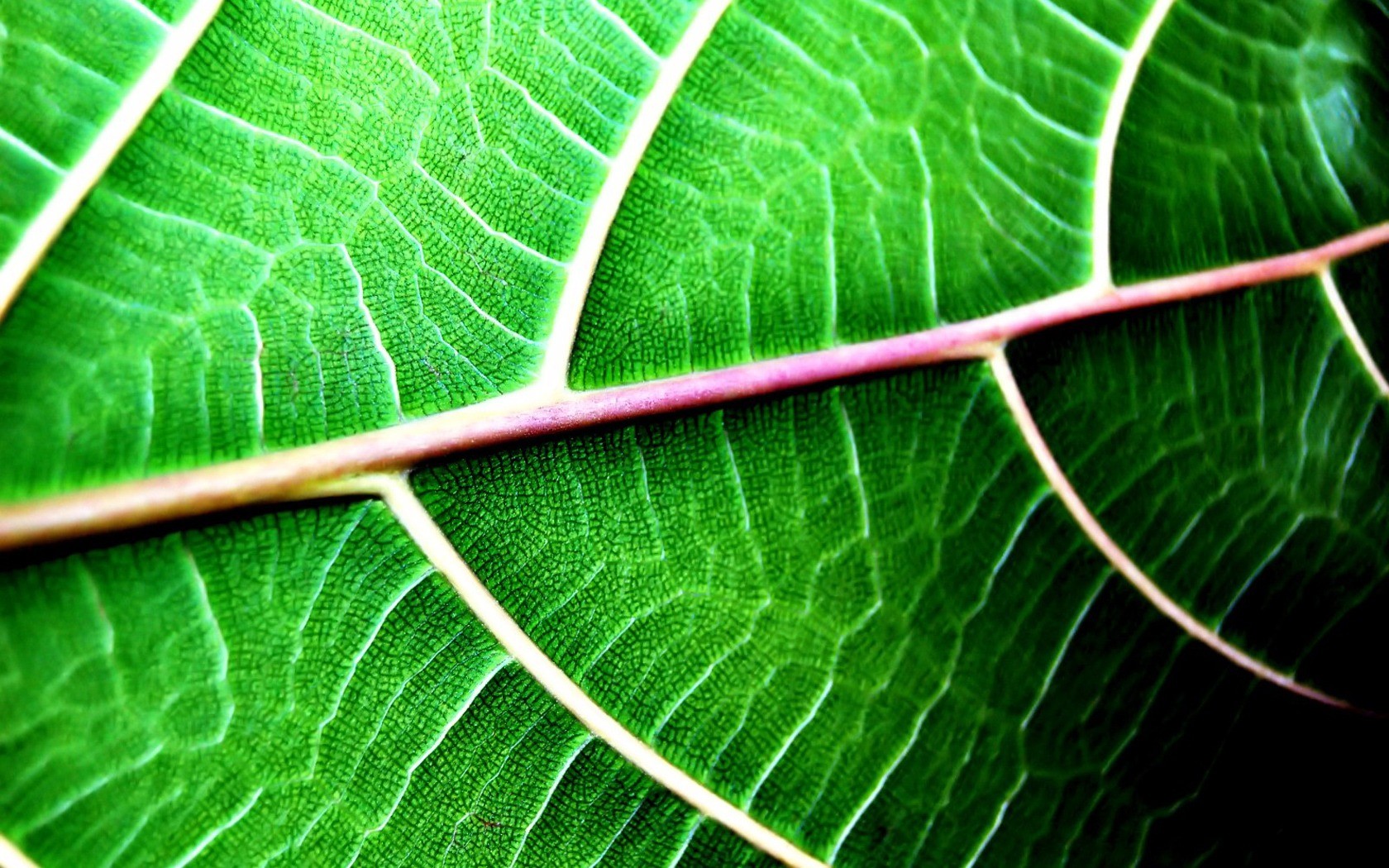 зеленый лист прожилки лето