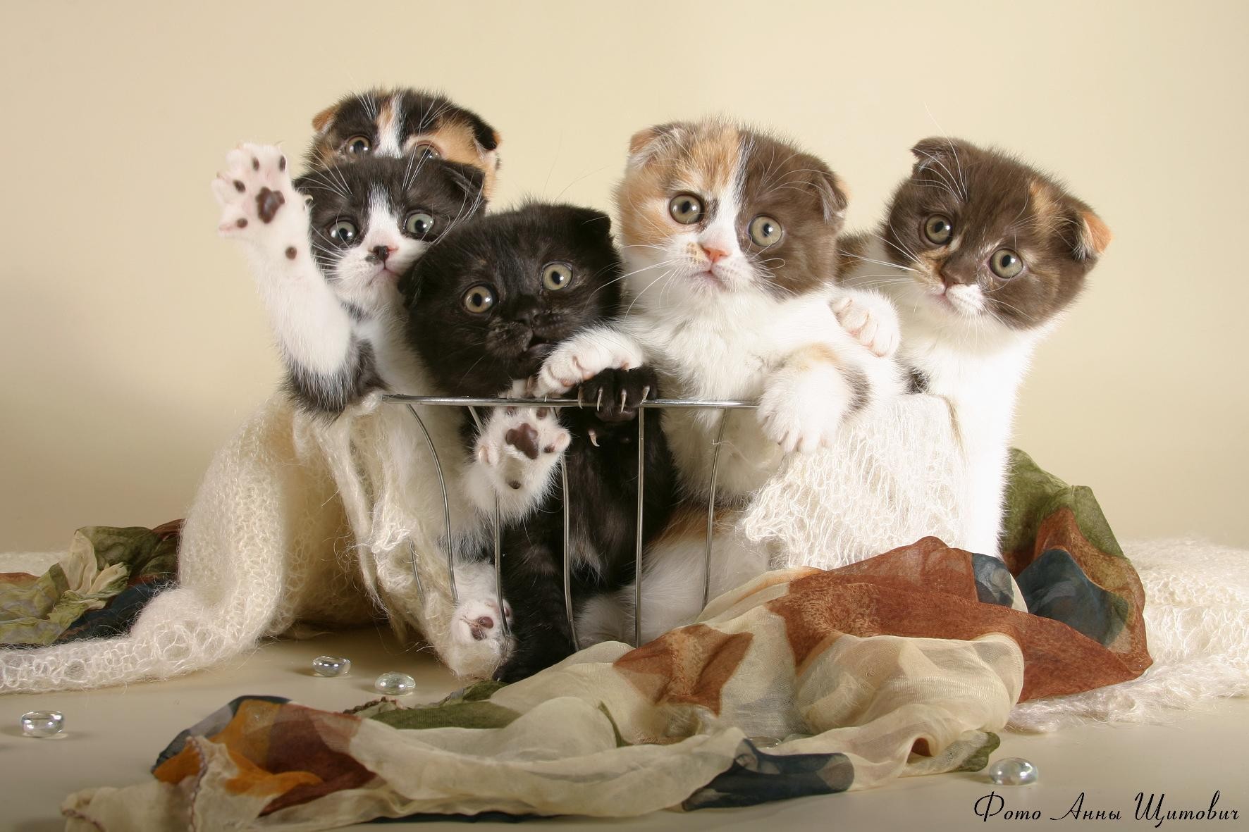 Картинки смешные коты кошки и котята, цветной