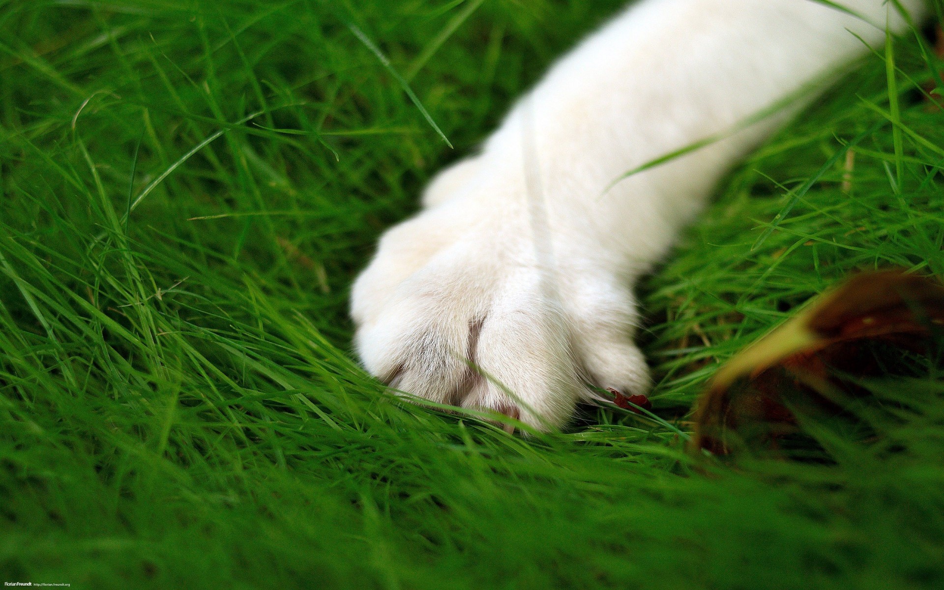 Кот белый в траве скачать
