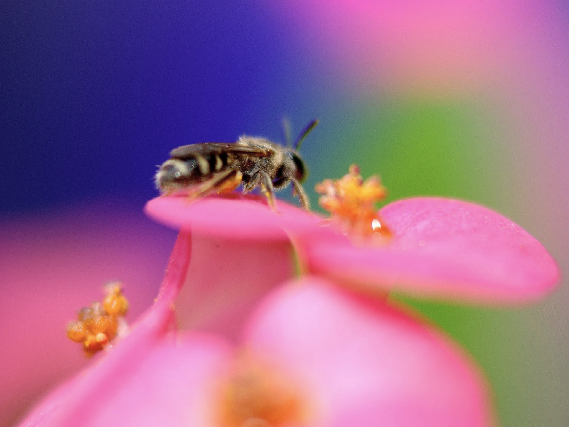 макро пчелы цветы природа животные насекомое загрузить