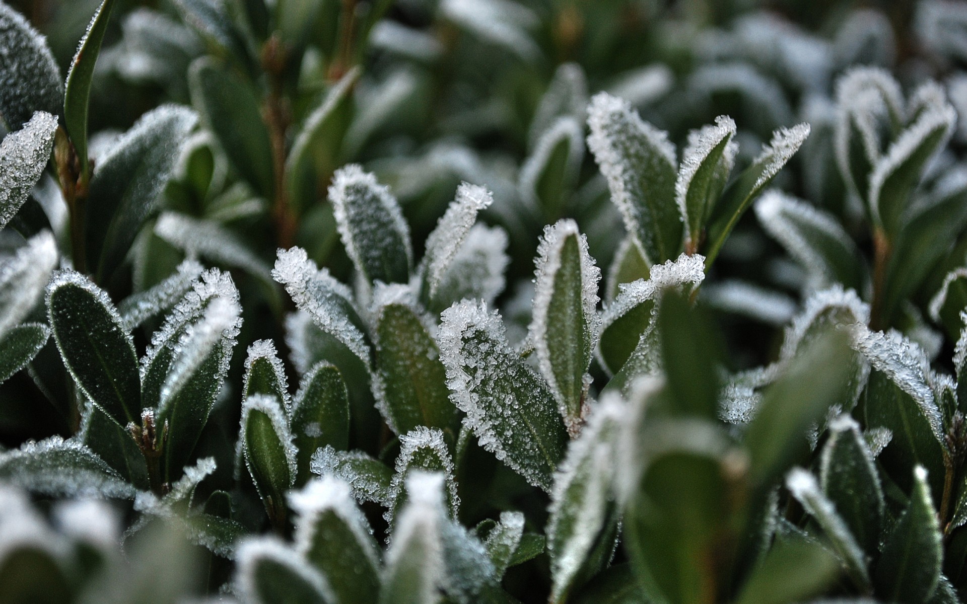 какие растения страдают от заморозков первыми