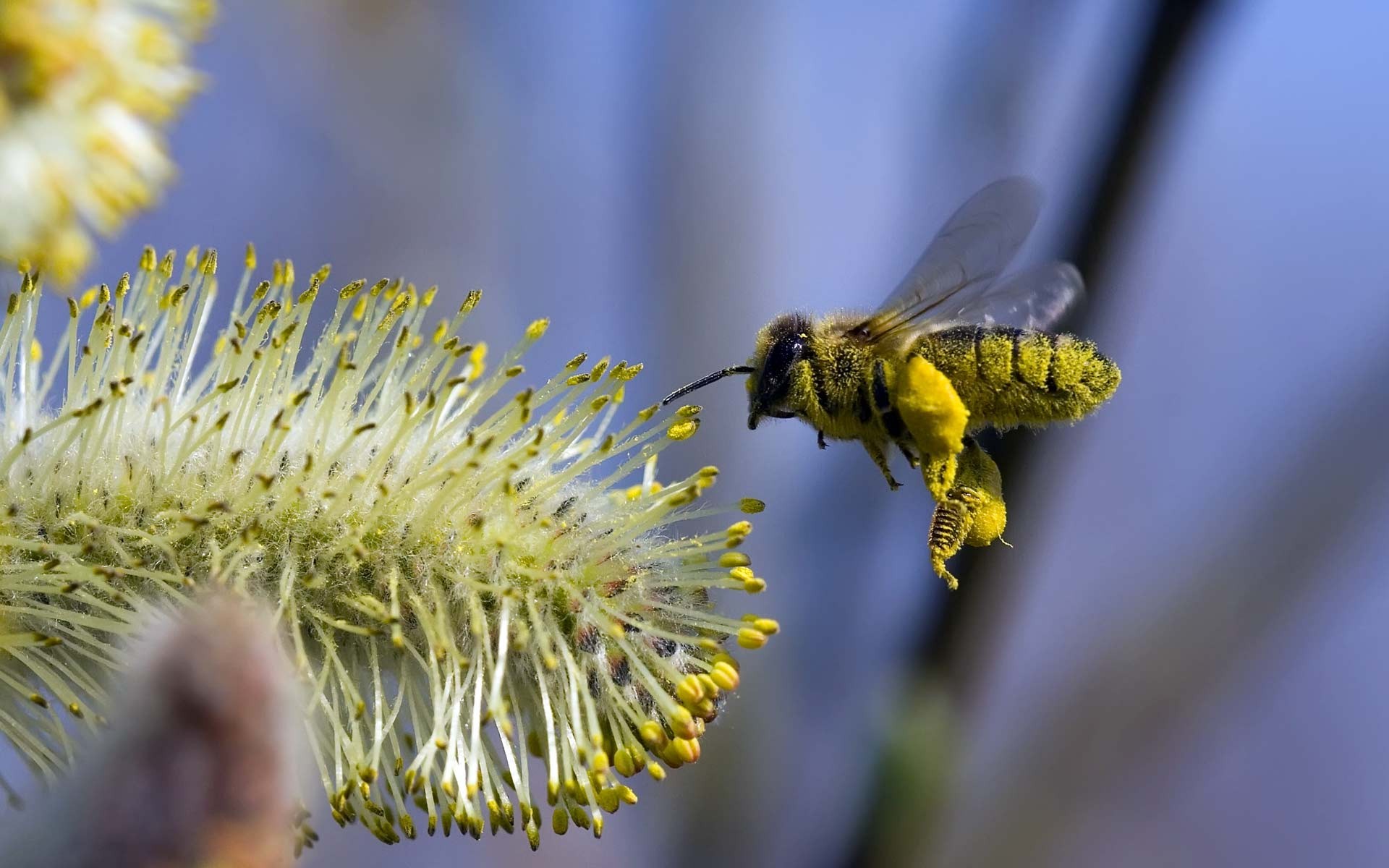 пчела на травинке без смс