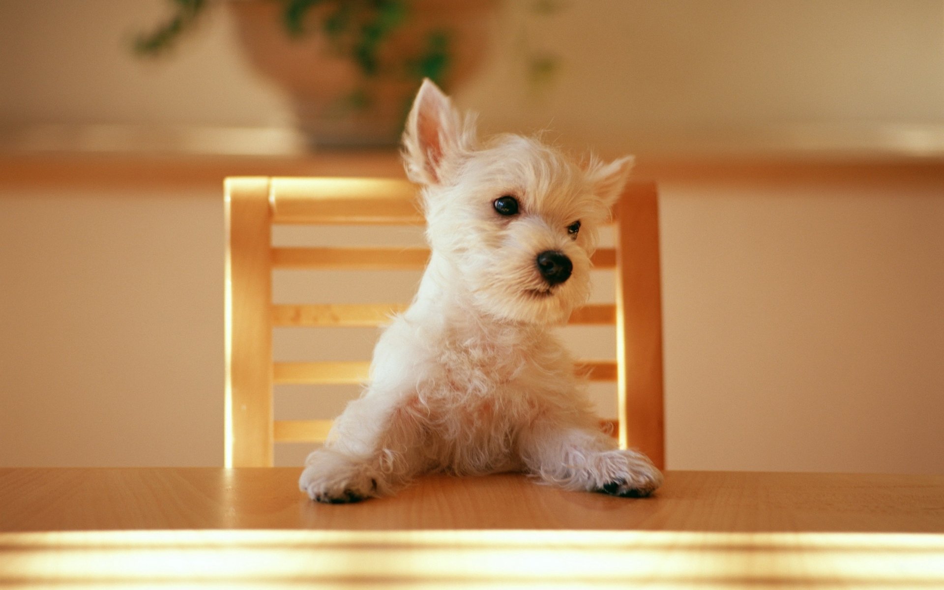 Белый щенок сидит за стулом