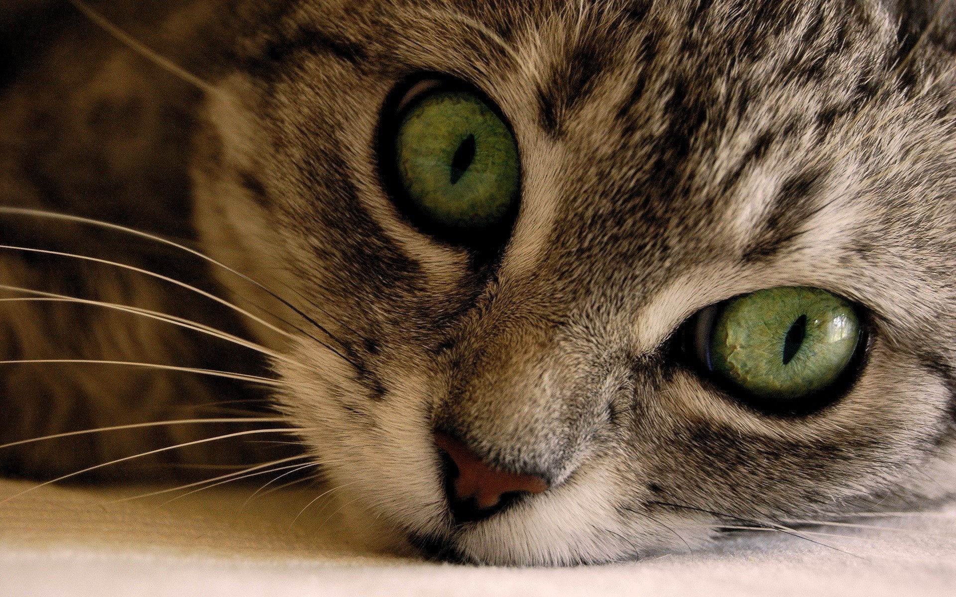 Взгляд зелёные кошачьих глаз на милой мордашке