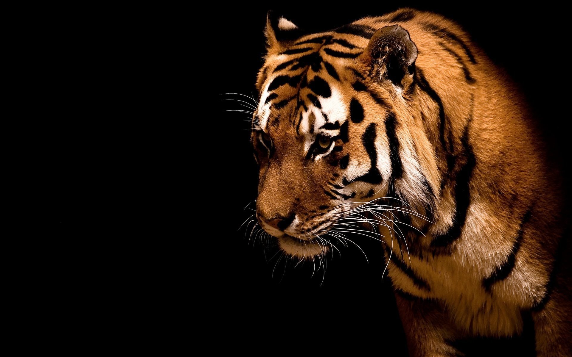 Тигр с хищным взглядом на чёрном фоне