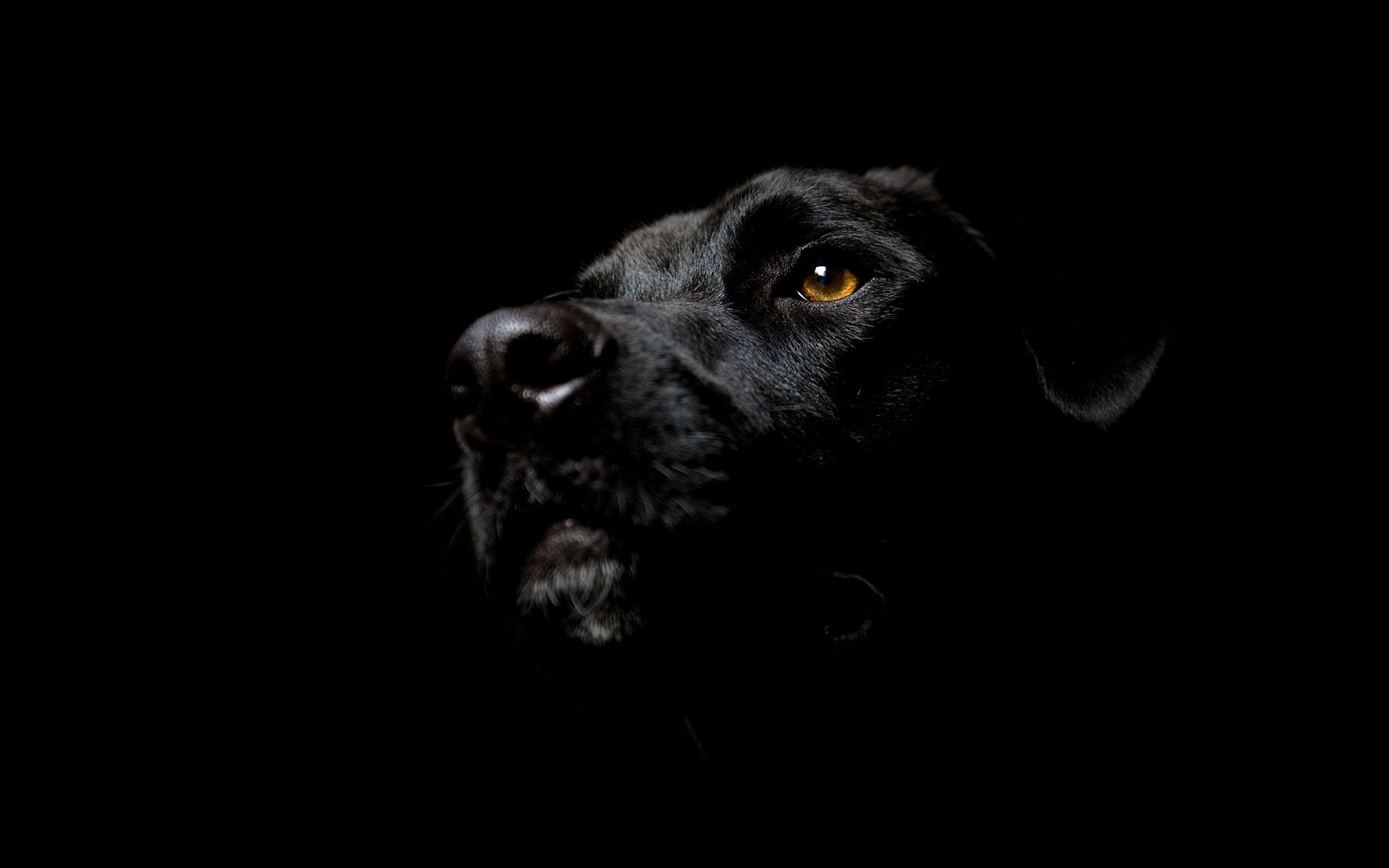 Чёрный пёс на чёрном фоне