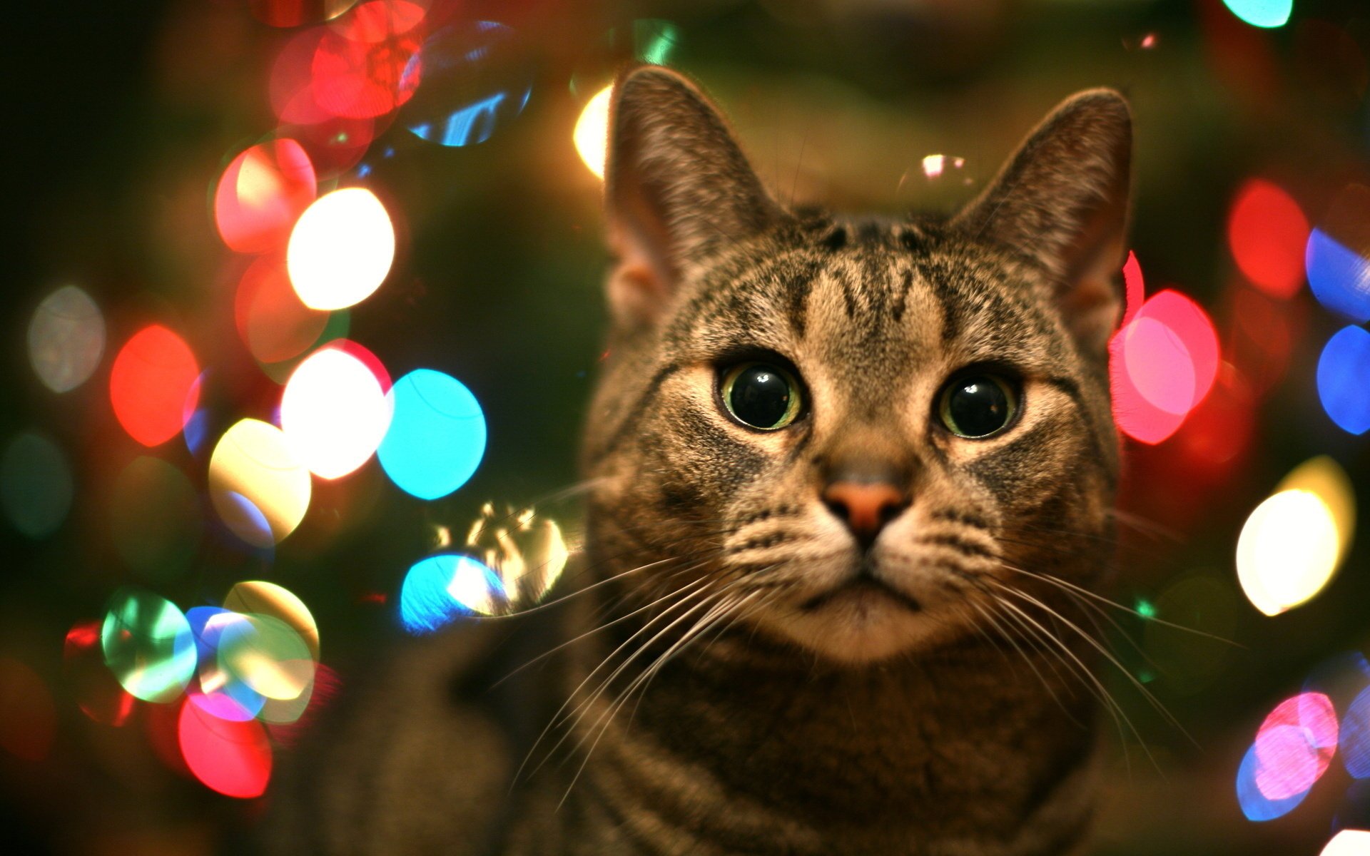 Кот с зелёными удивленными глазами на фоне разноцветных огней