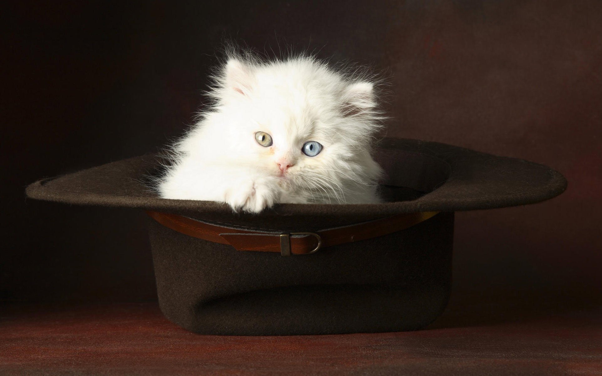 Белый пушистый котёнок с разными глазами сидит в чёрной шляпе