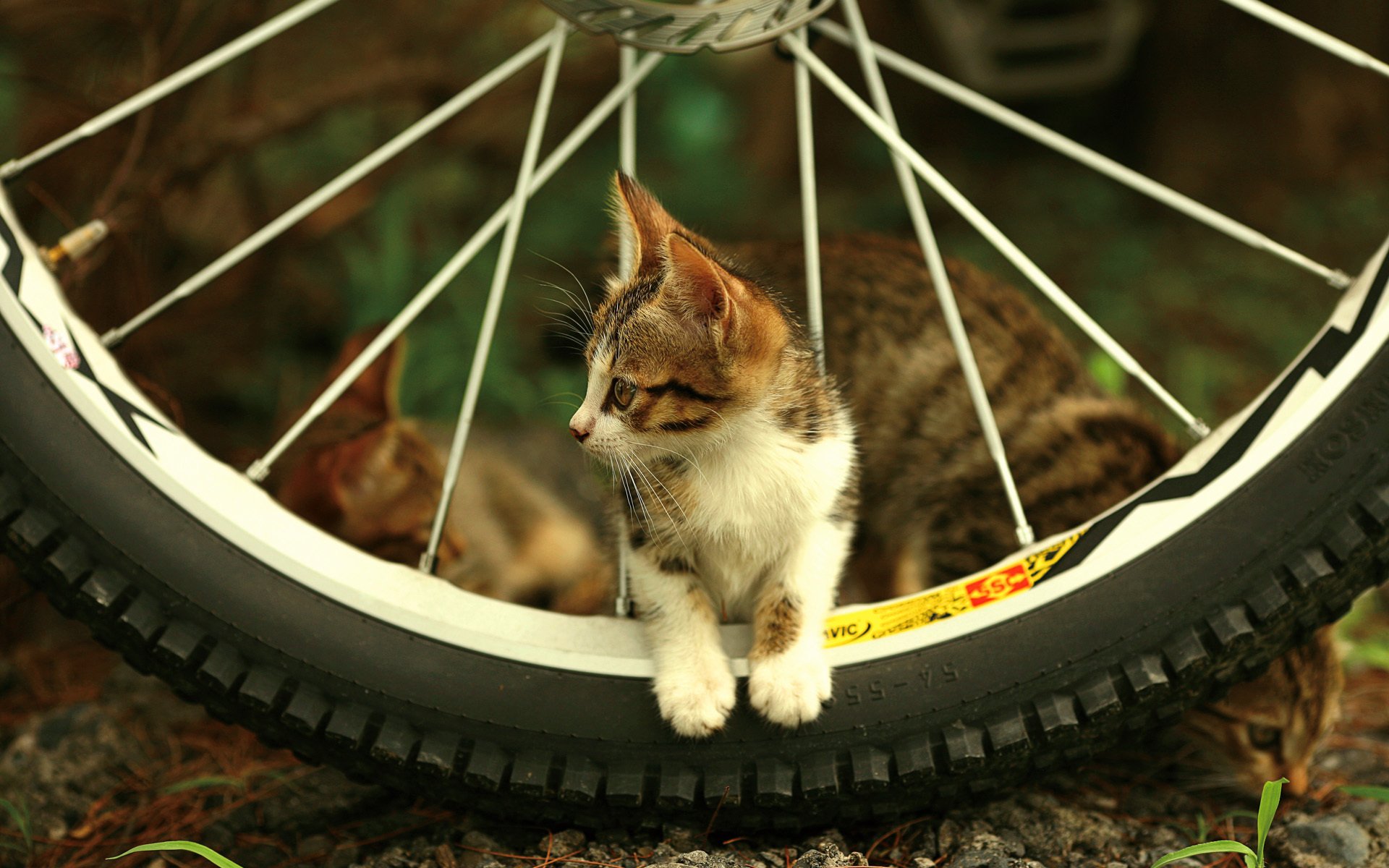Котёнок на колёсных спицах смотрит в сторону