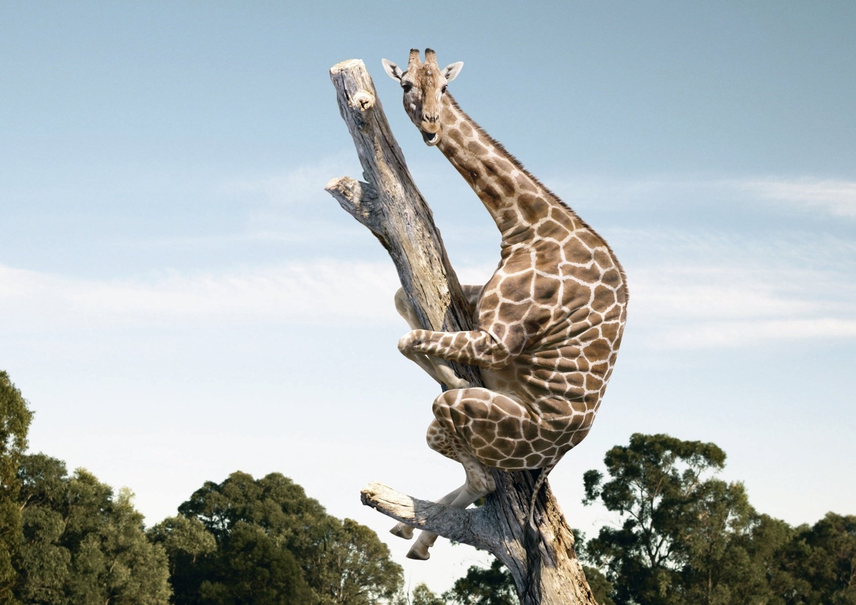 Напуганный жираф на дереве