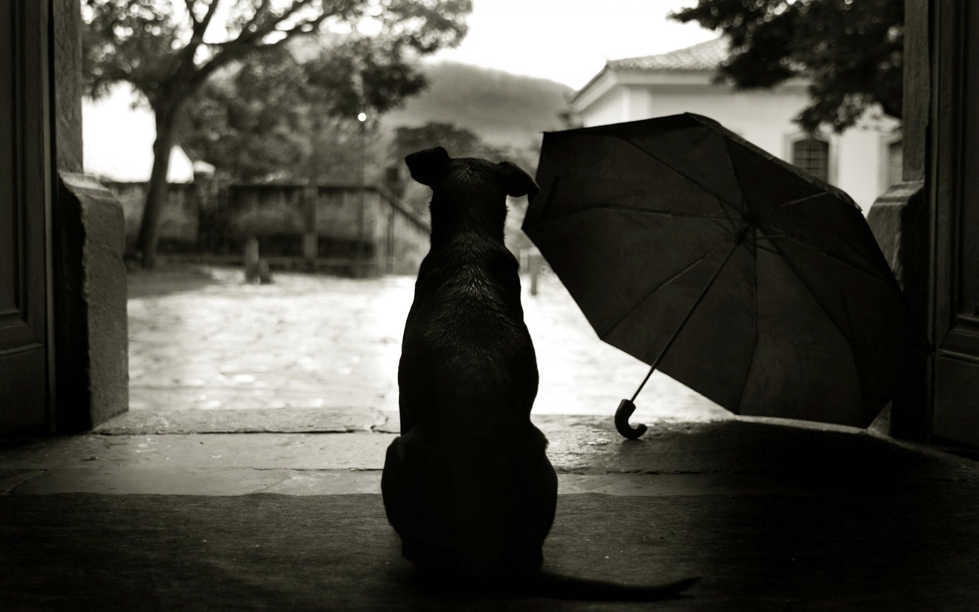 Милует собаки сидит и смотрит на дождь , а рядом лежит зонт
