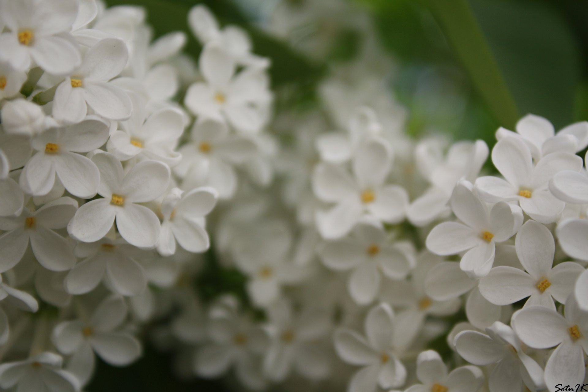 Цветы крохи из белых цветочков сирени