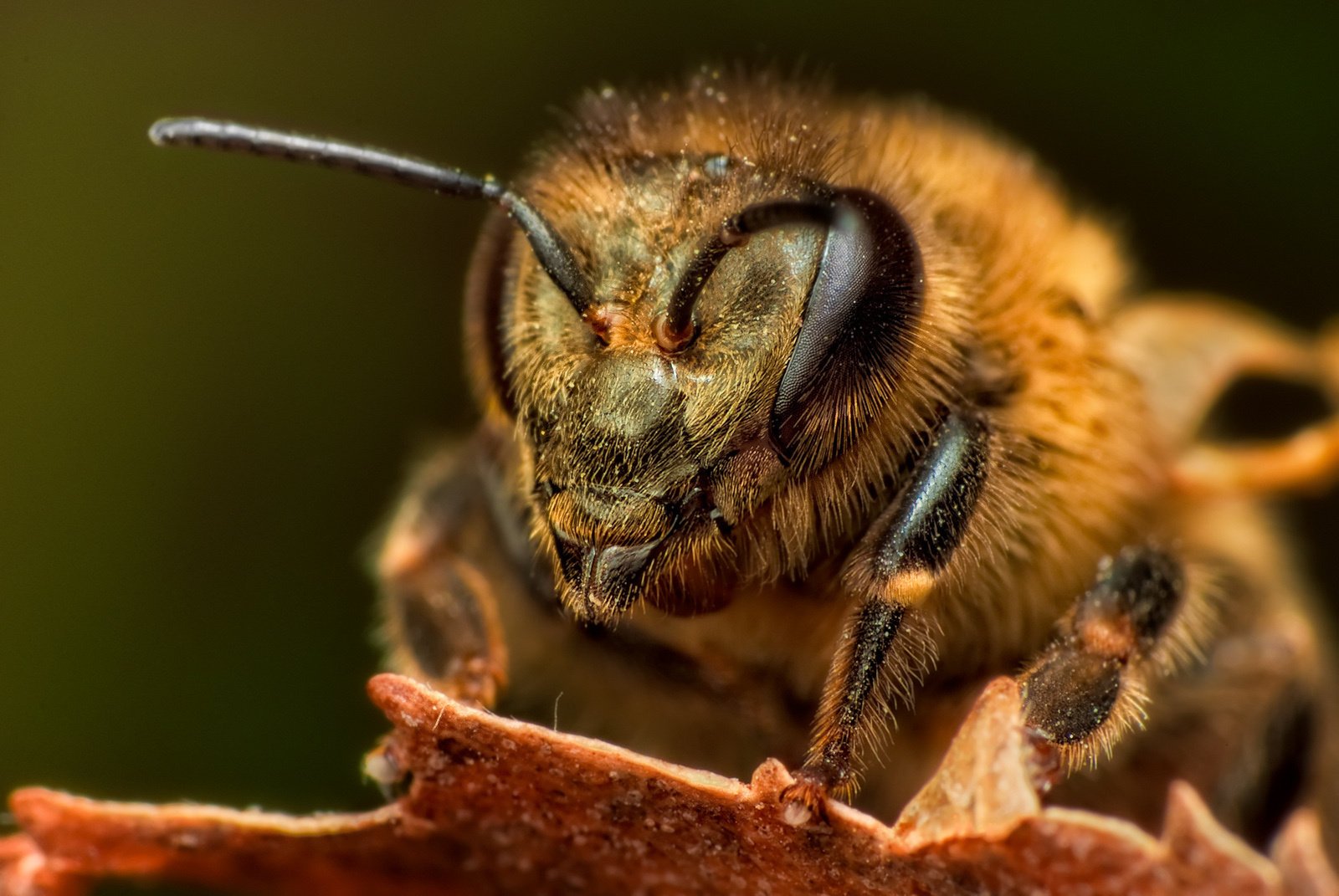 Макро съёмка пчелы в деталях