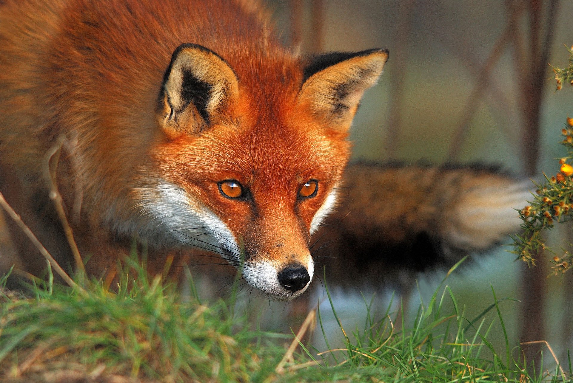 Охота рыжей лисицы в траве