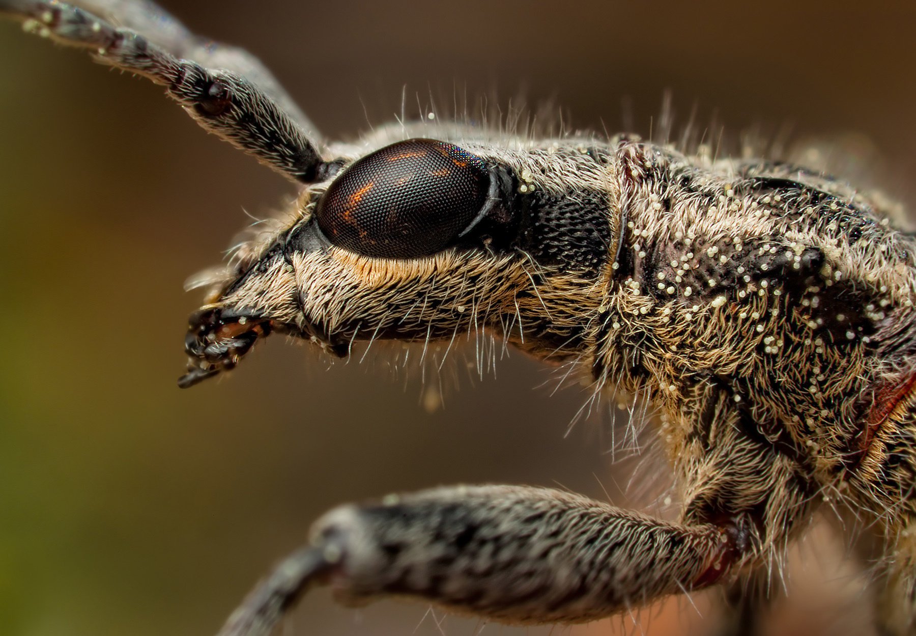 Усики и глаза насекомого в съёмке макро