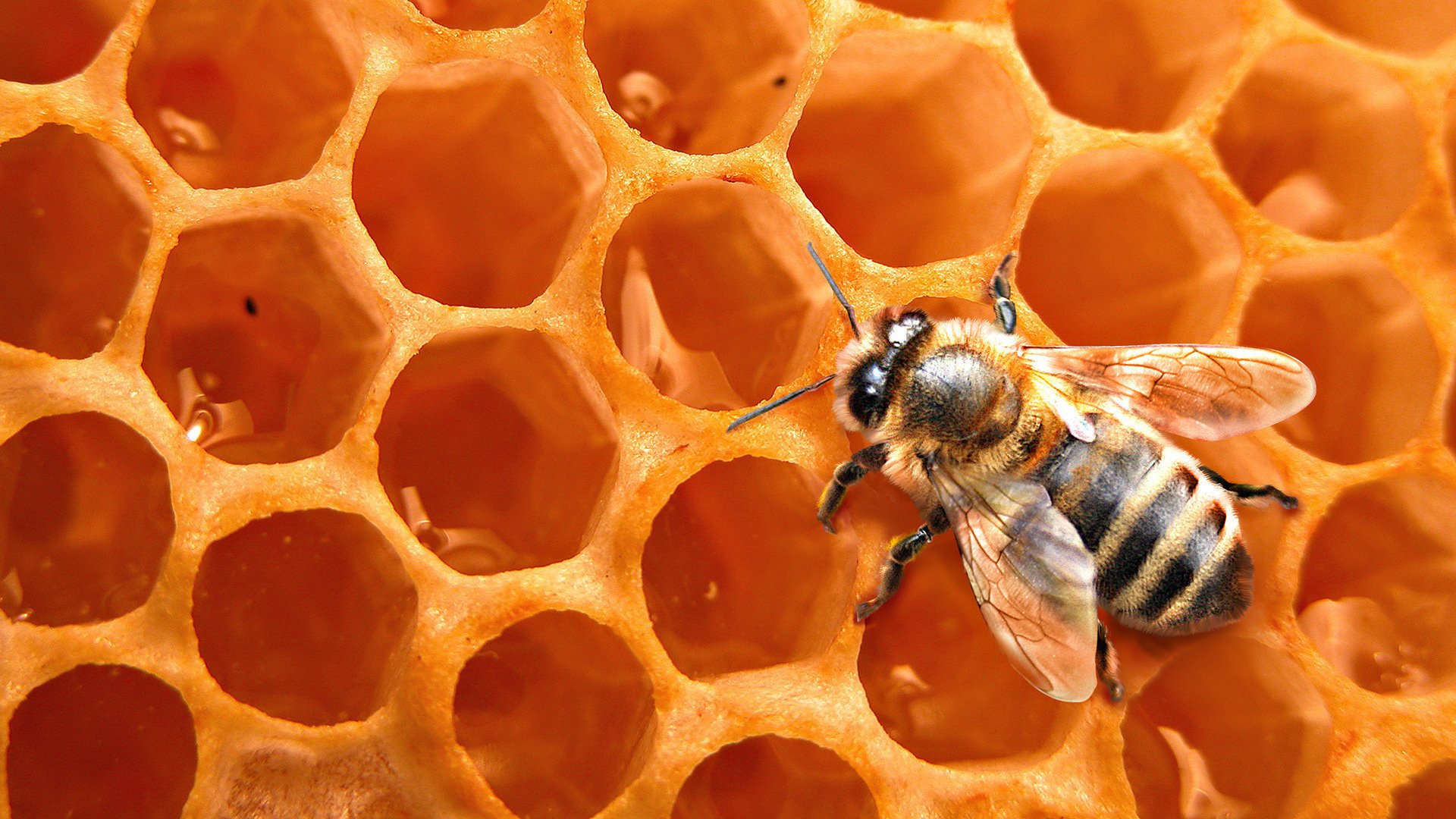Макро съёмка пчела на сотах