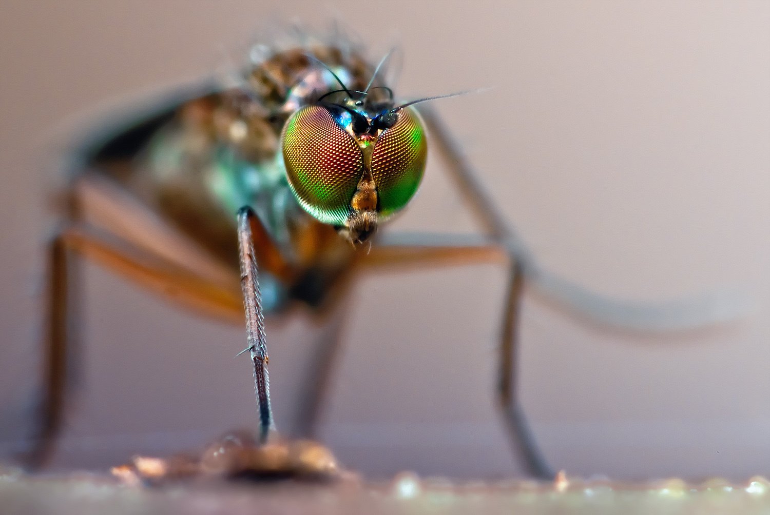 Макро съёмка глаз насекомого