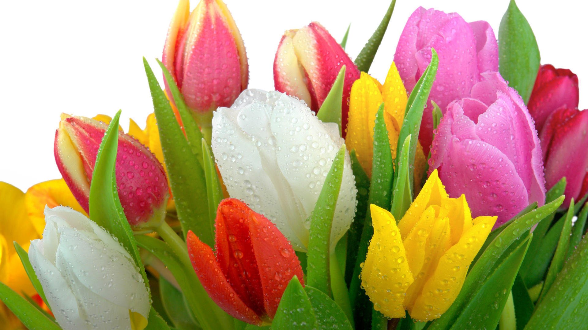 Разноцветные тюльпаны и капли воды