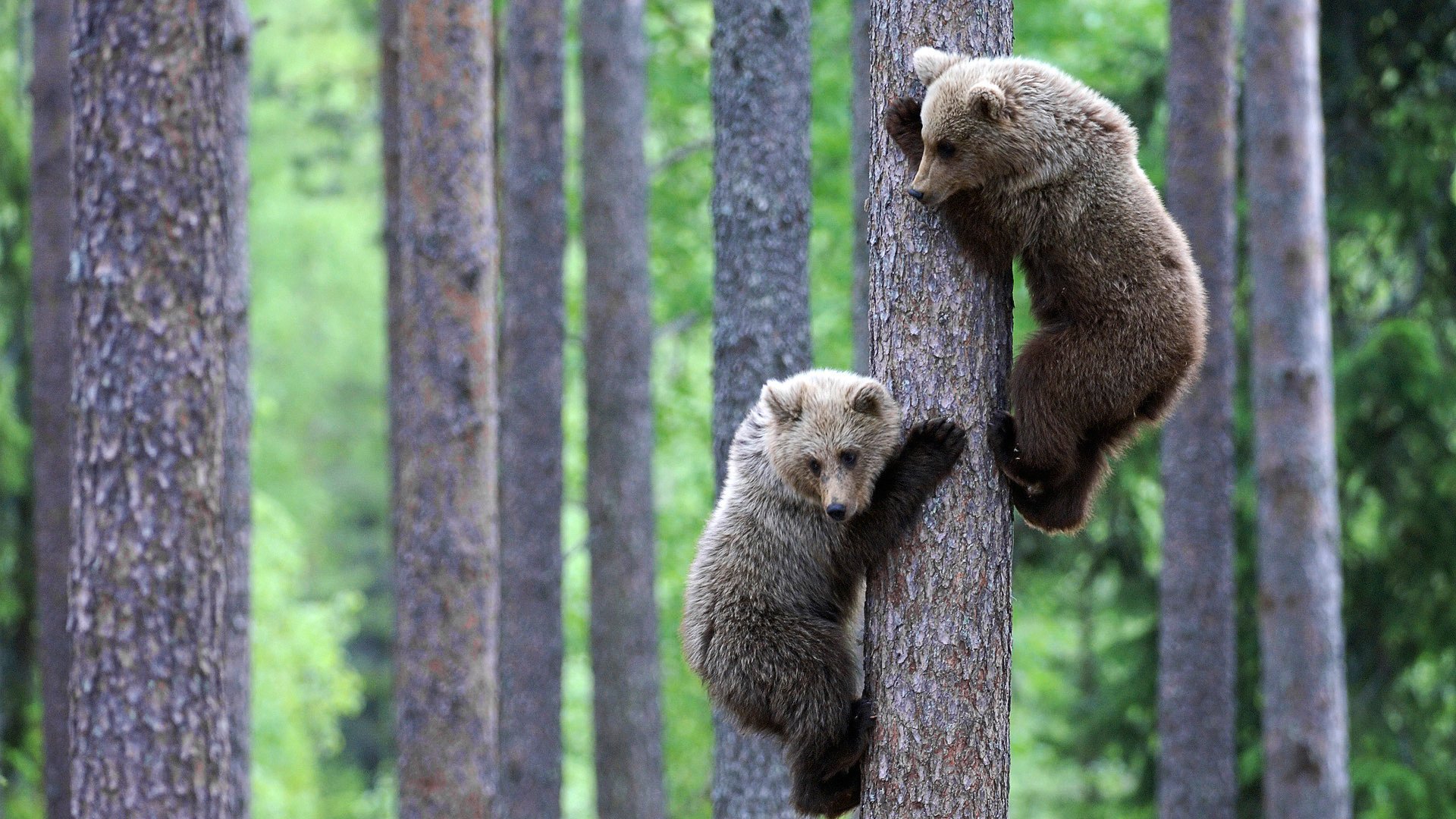 Детёныши медведя на дереве в лесу