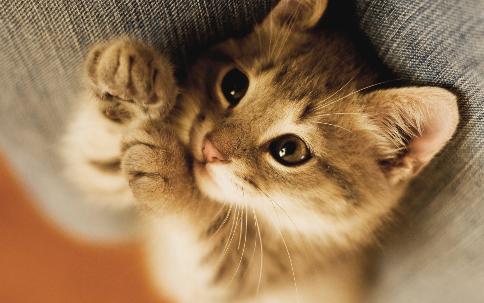 Kittistoes