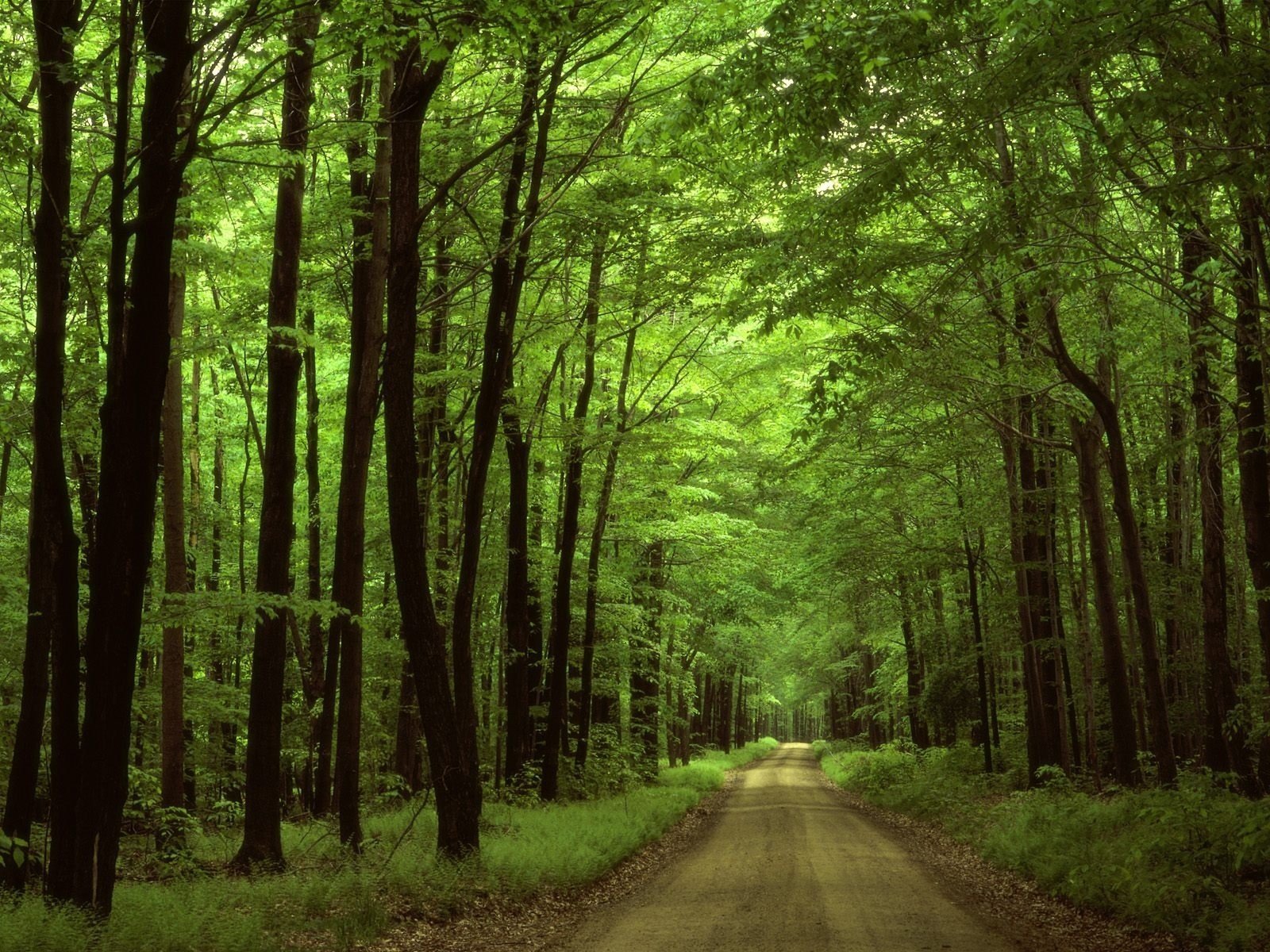 Дорога в прекрасном лесу