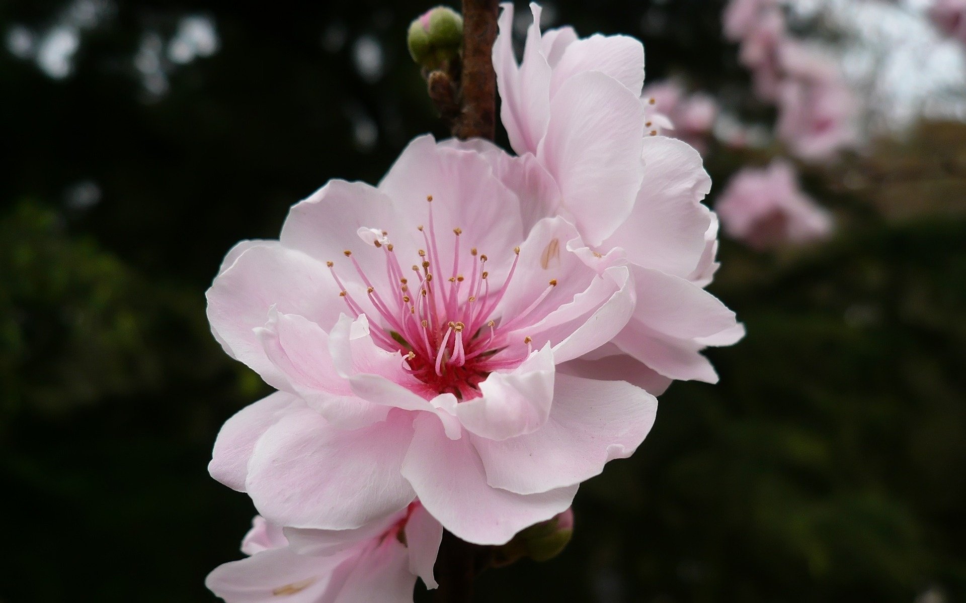 Зреет на ветке цветок розовой вишни