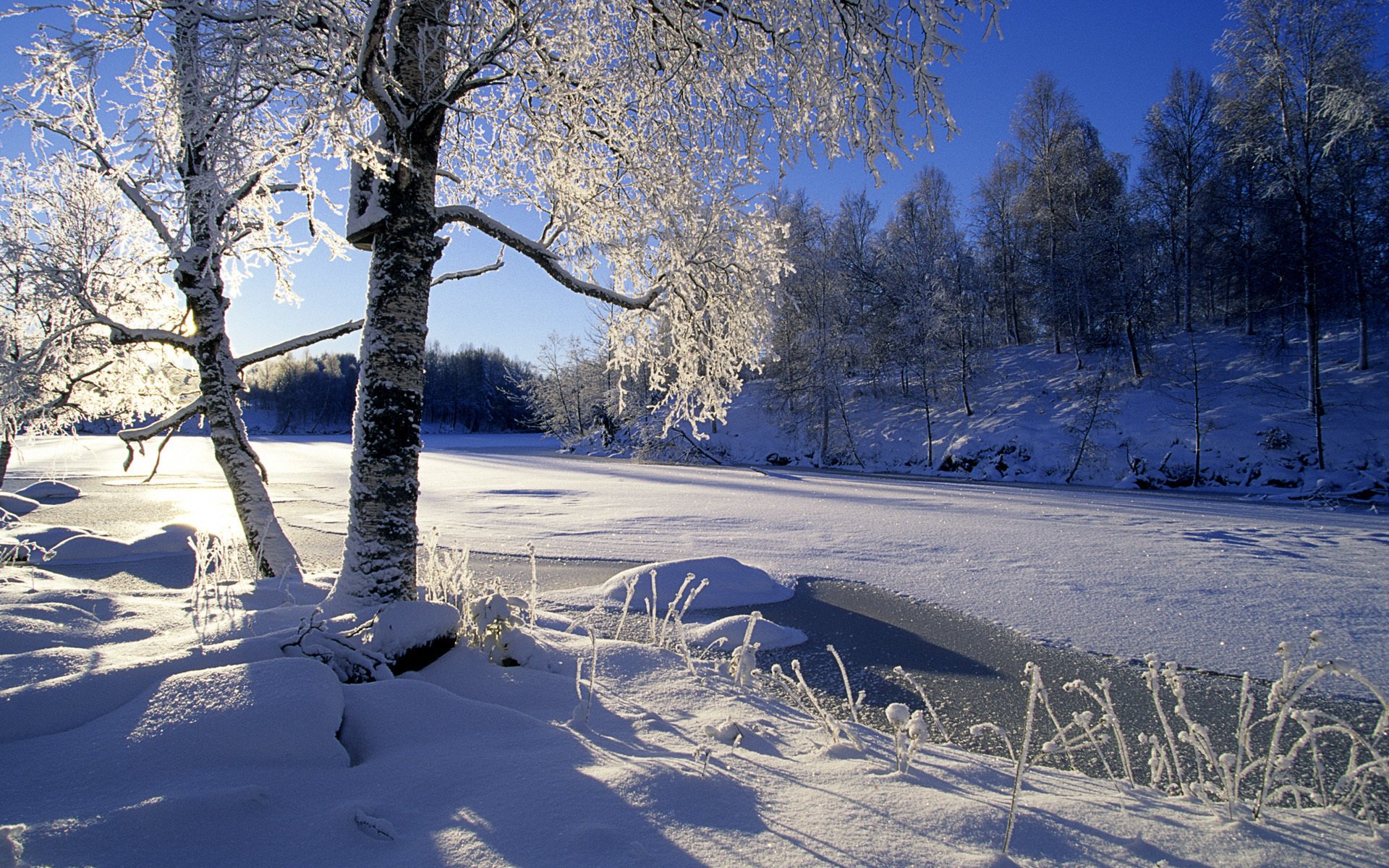 Зимний пейзаж: солнечный день , дерево в снегу, ледяная река