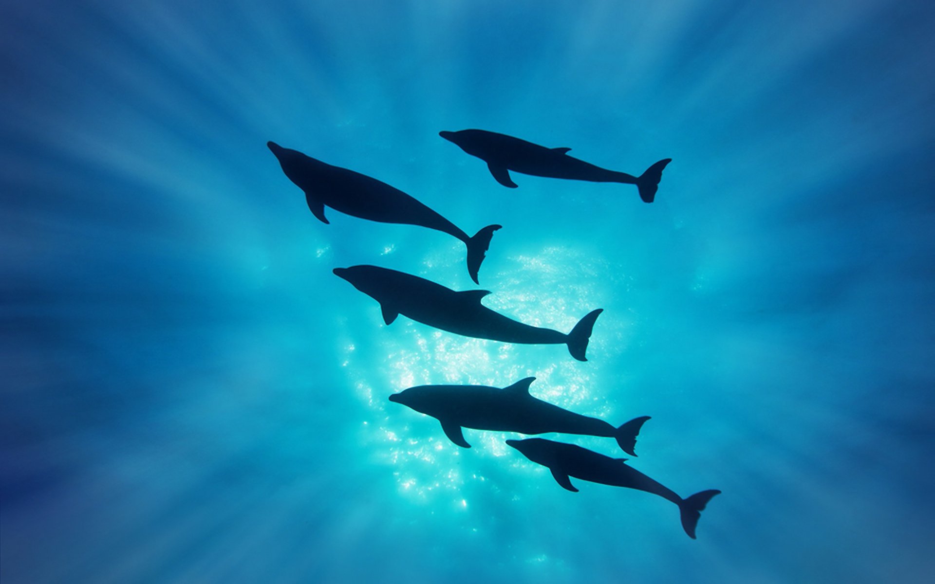 Дельфины под водой в лучах солнца