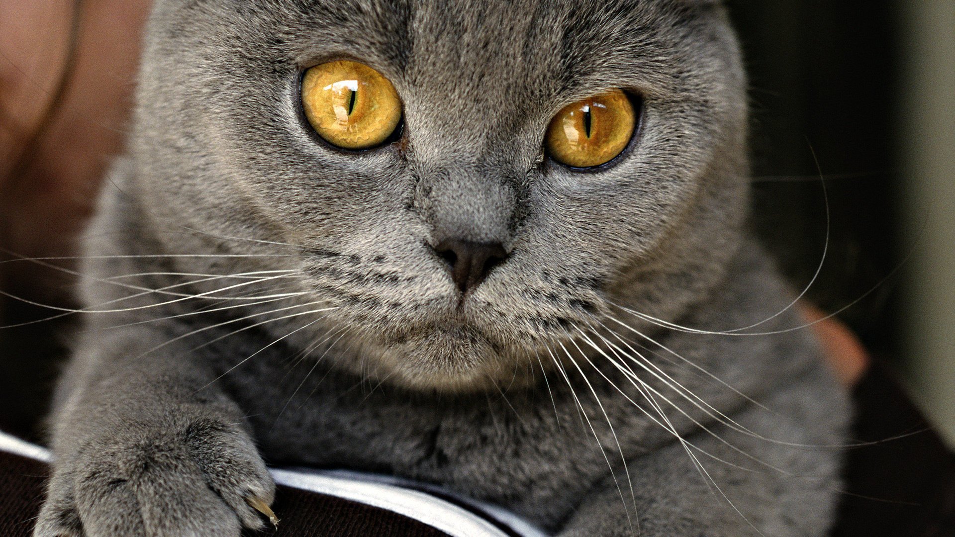 Домашний серый кот британец на диване