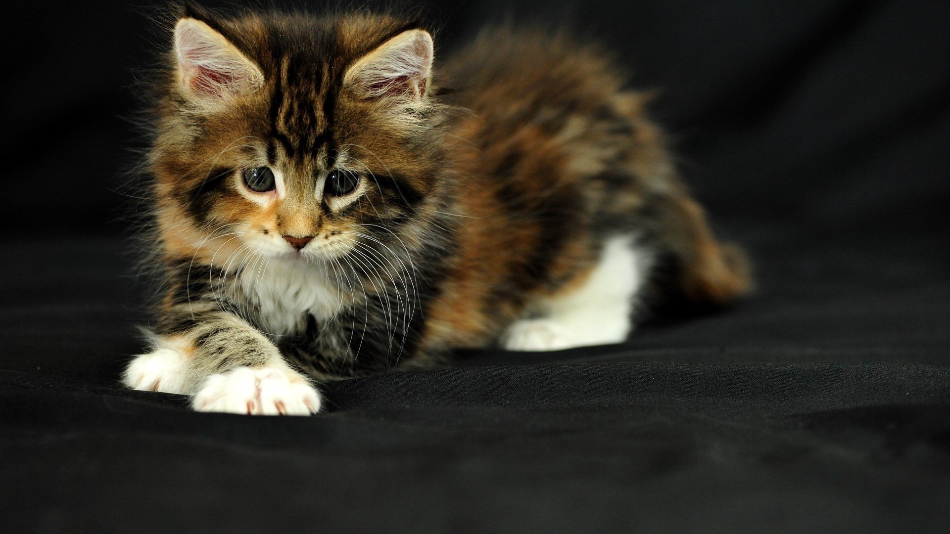 Фото малыша пушистого котенка
