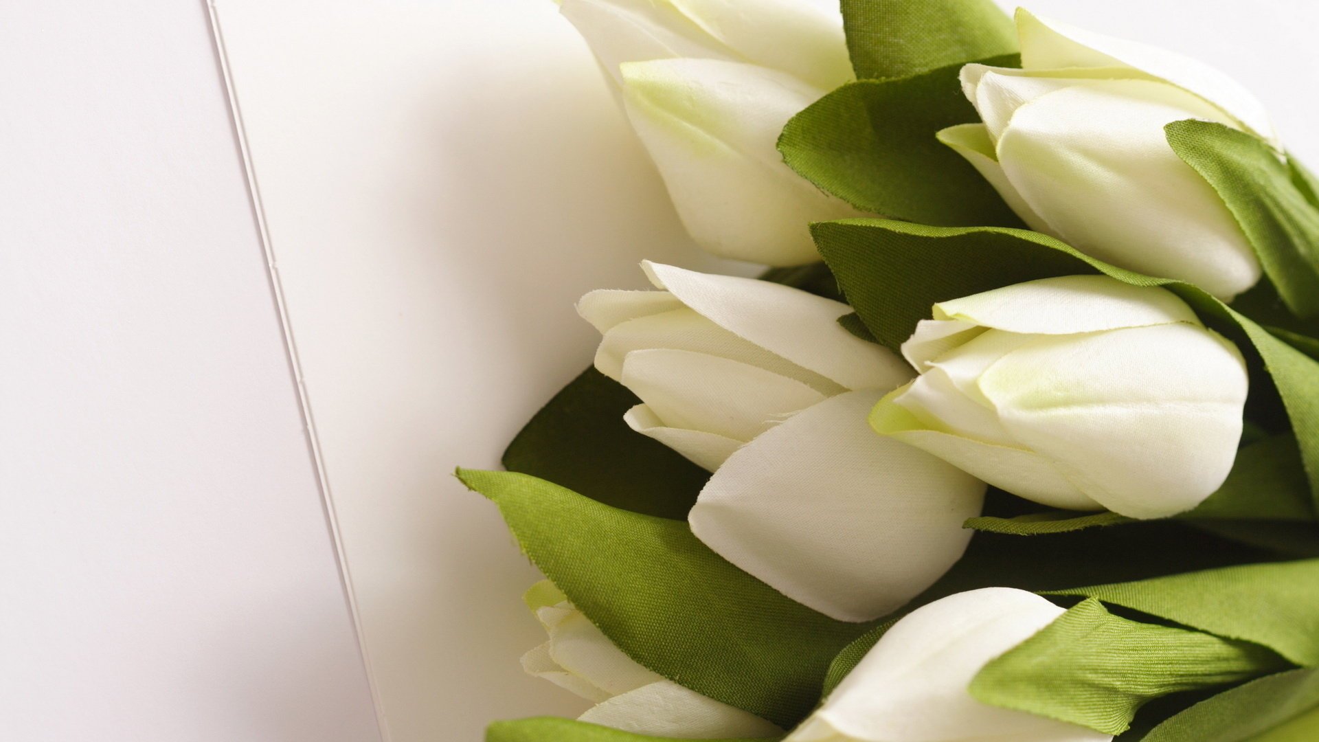 Букет белых тюльпанов на белом фоне