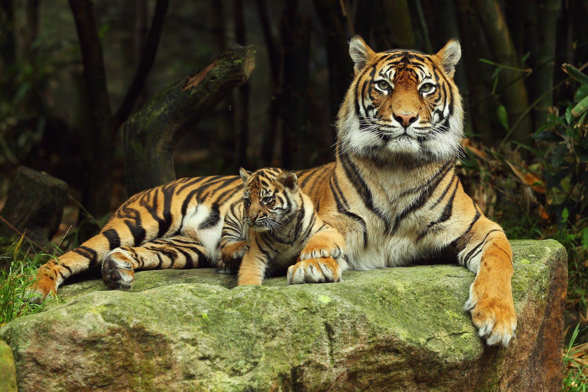 Хищная тигрица со своим маленьким тигрёнком