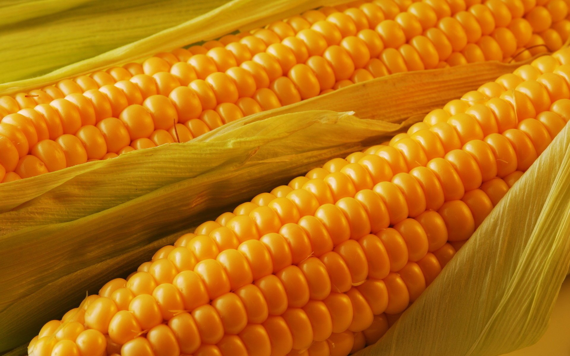 Сочный спелый початок кукурузы