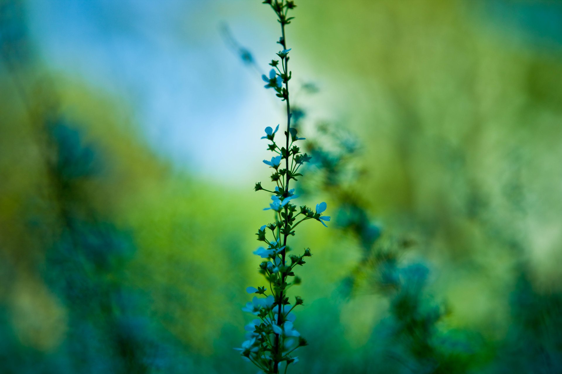 Голубые цветы в лесном поле