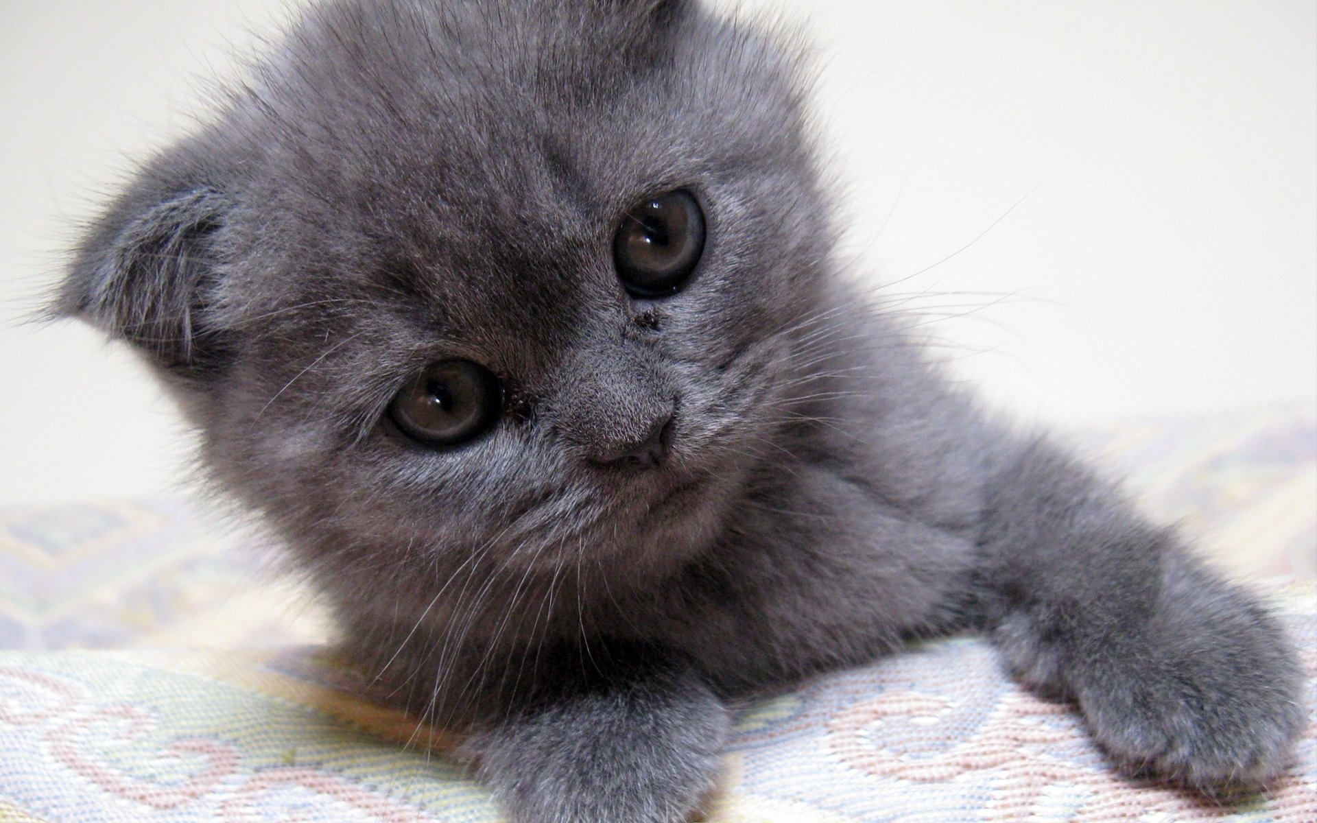 Серый котенок с упавшими ушками