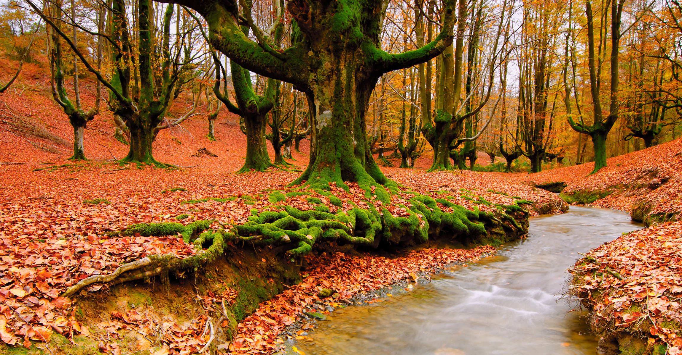 Осенняя природа. Лесной ручей