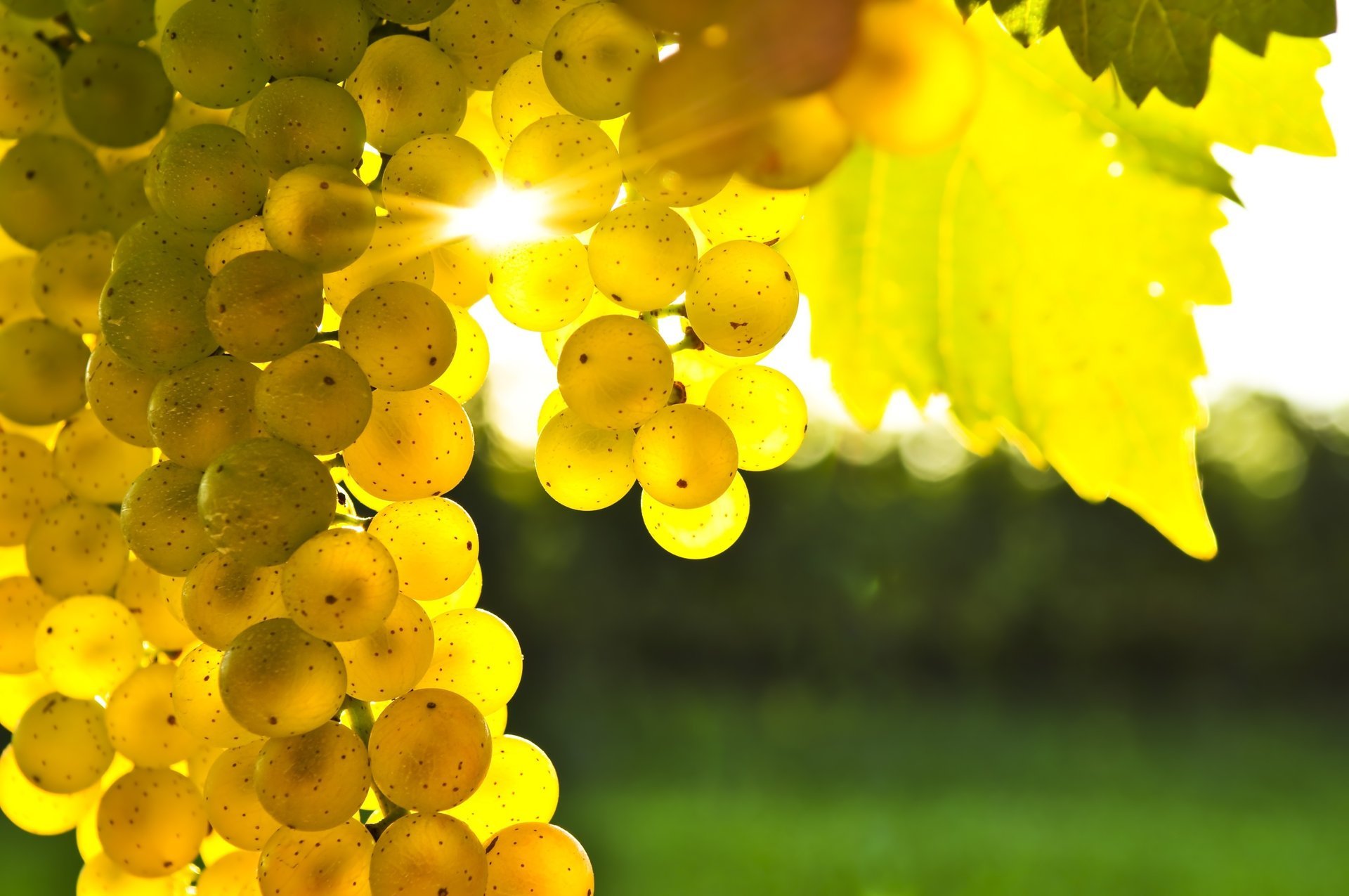 Гроздья винограда в лучах тёплого солнца