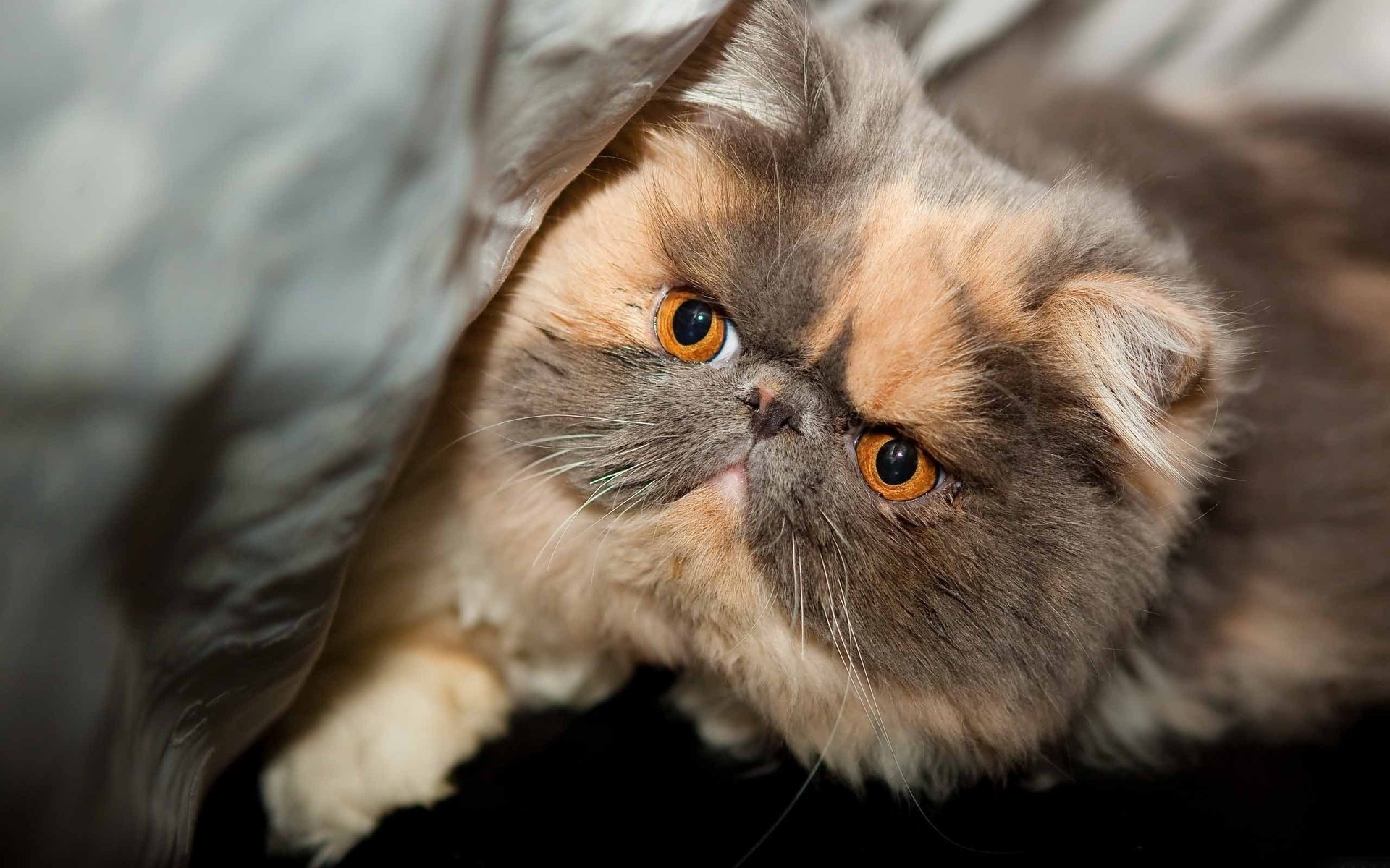 Породистый пушистый кот с рыжими глазами