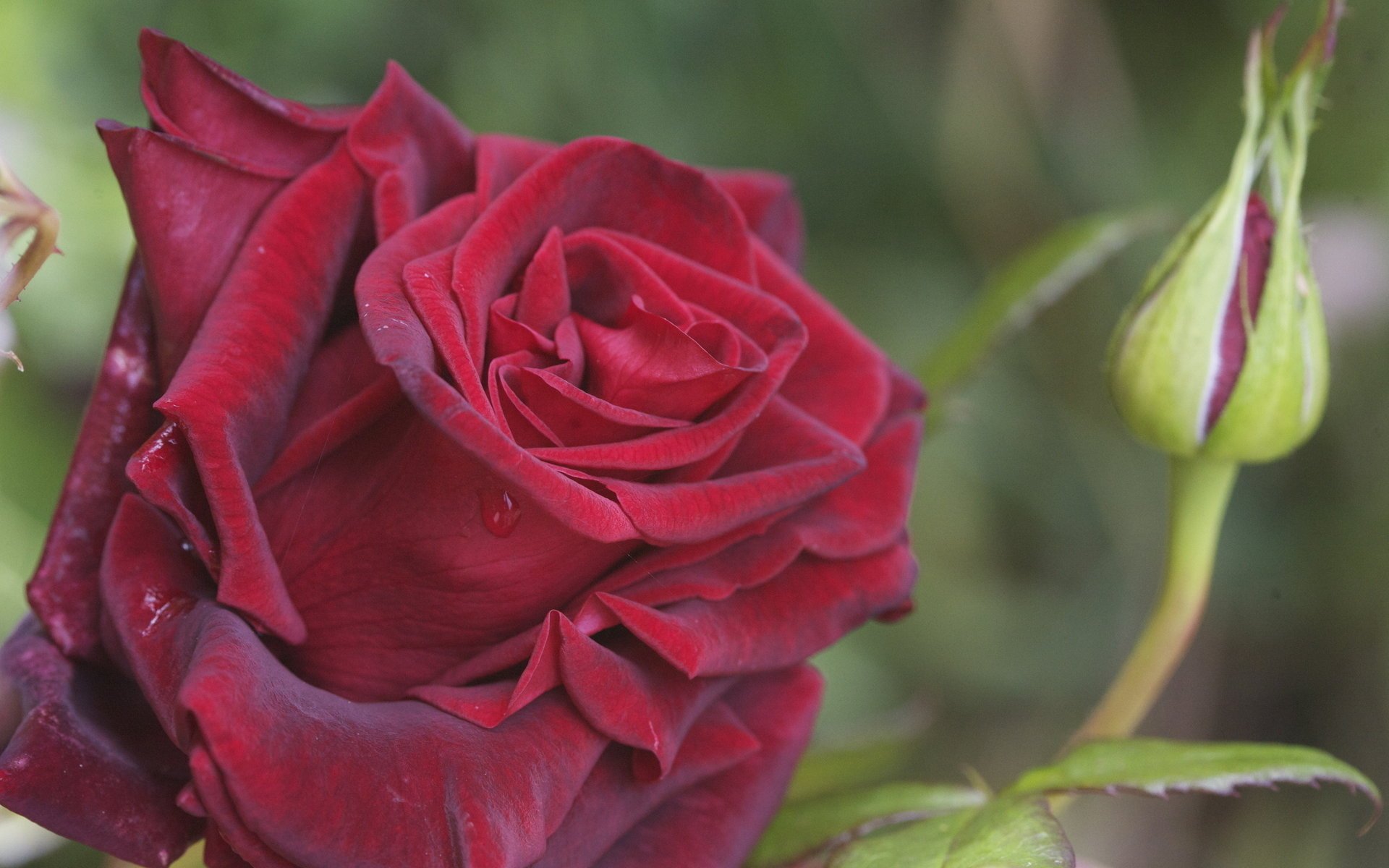 Упругий бутон красной розы с каплями росы