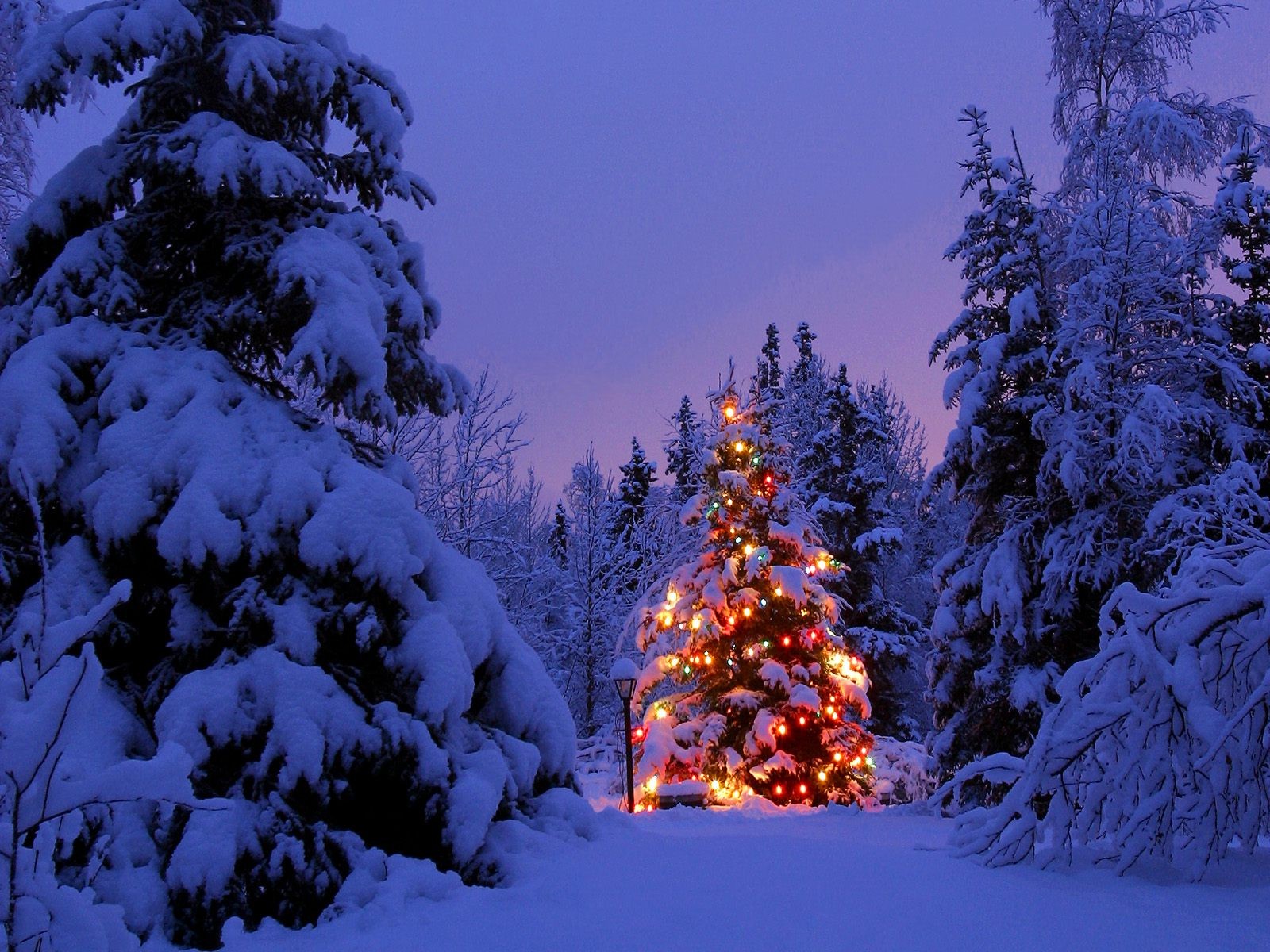 новый год лес снег елка огни