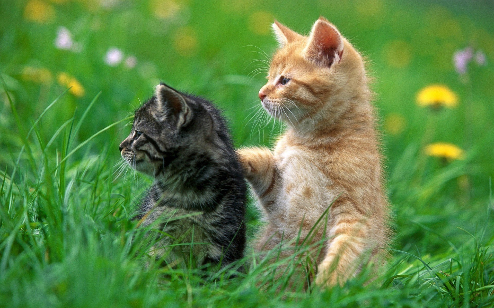 Рыжий и серый котята лежат на зелёной траве