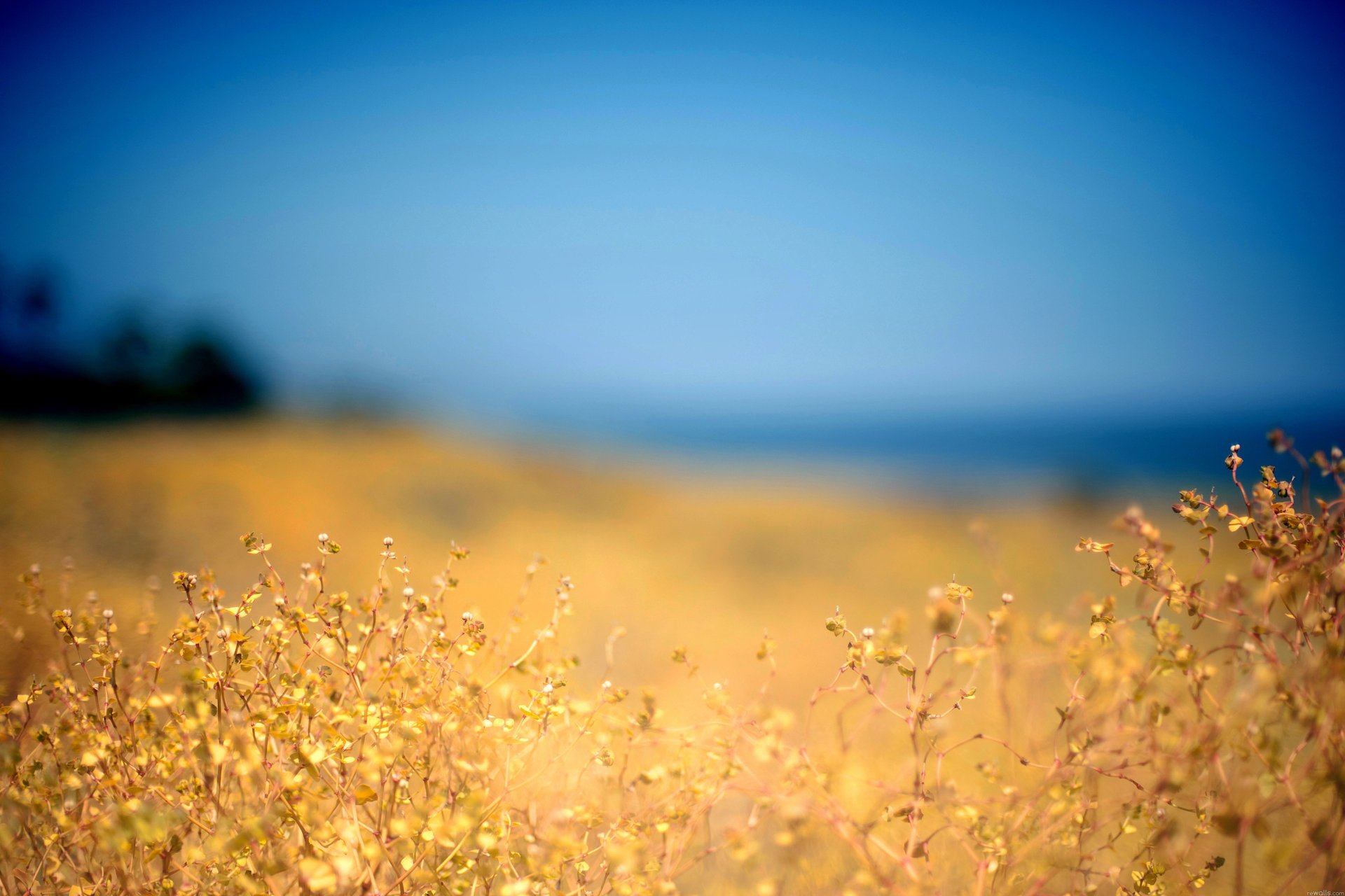 Жёлтое растение в жёлтом поле на фоне голубого неба
